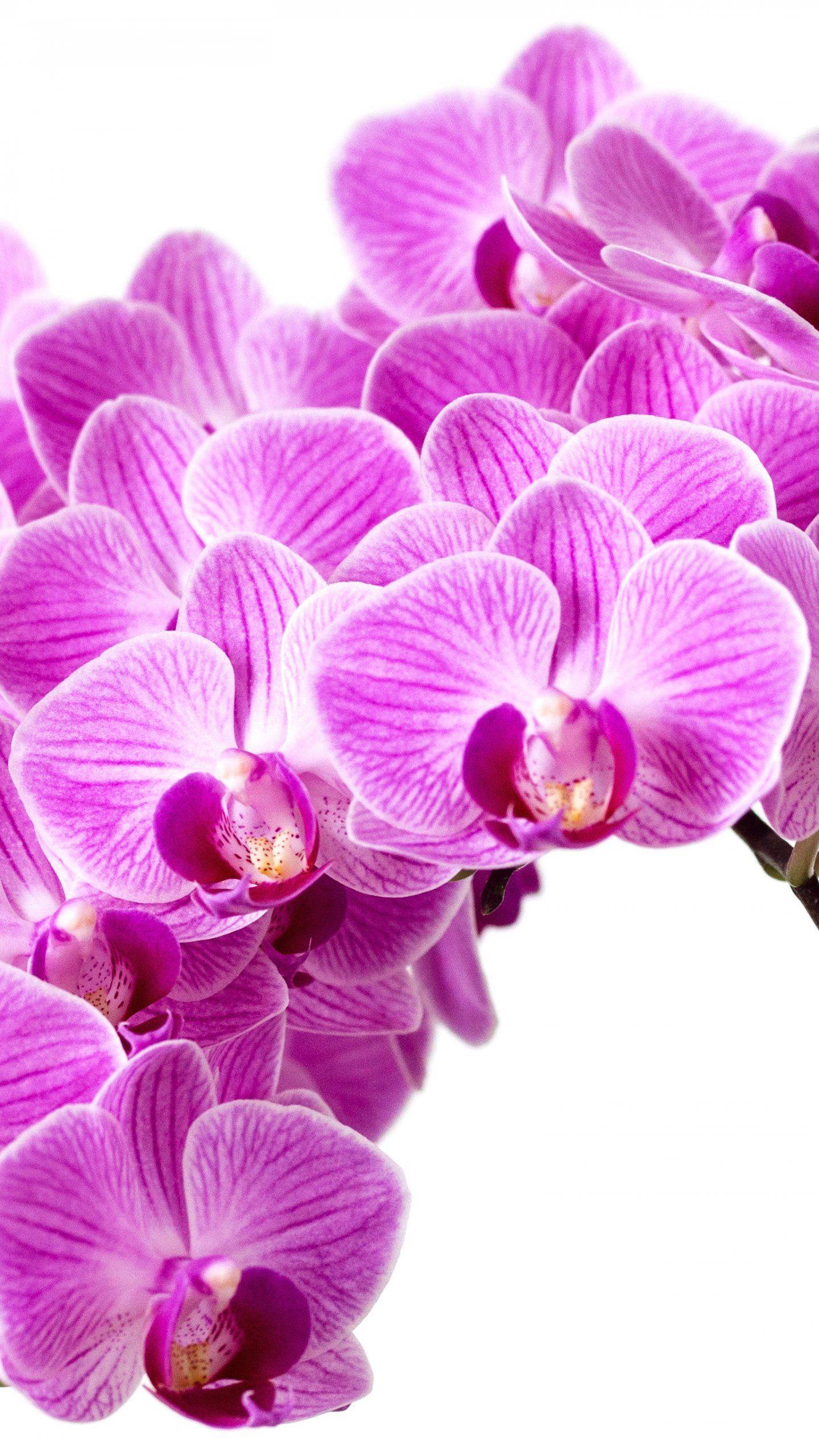 3840x2400 orchid flower 4k wallpapers>. Orchids Wallpapers Wallpaper Cave