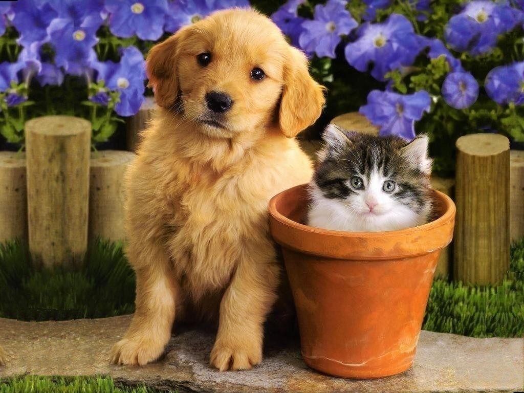 There are benefits of adopting two kittens, such as more feasible training and companionship between them. Kitten And Puppy Wallpapers Wallpaper Cave