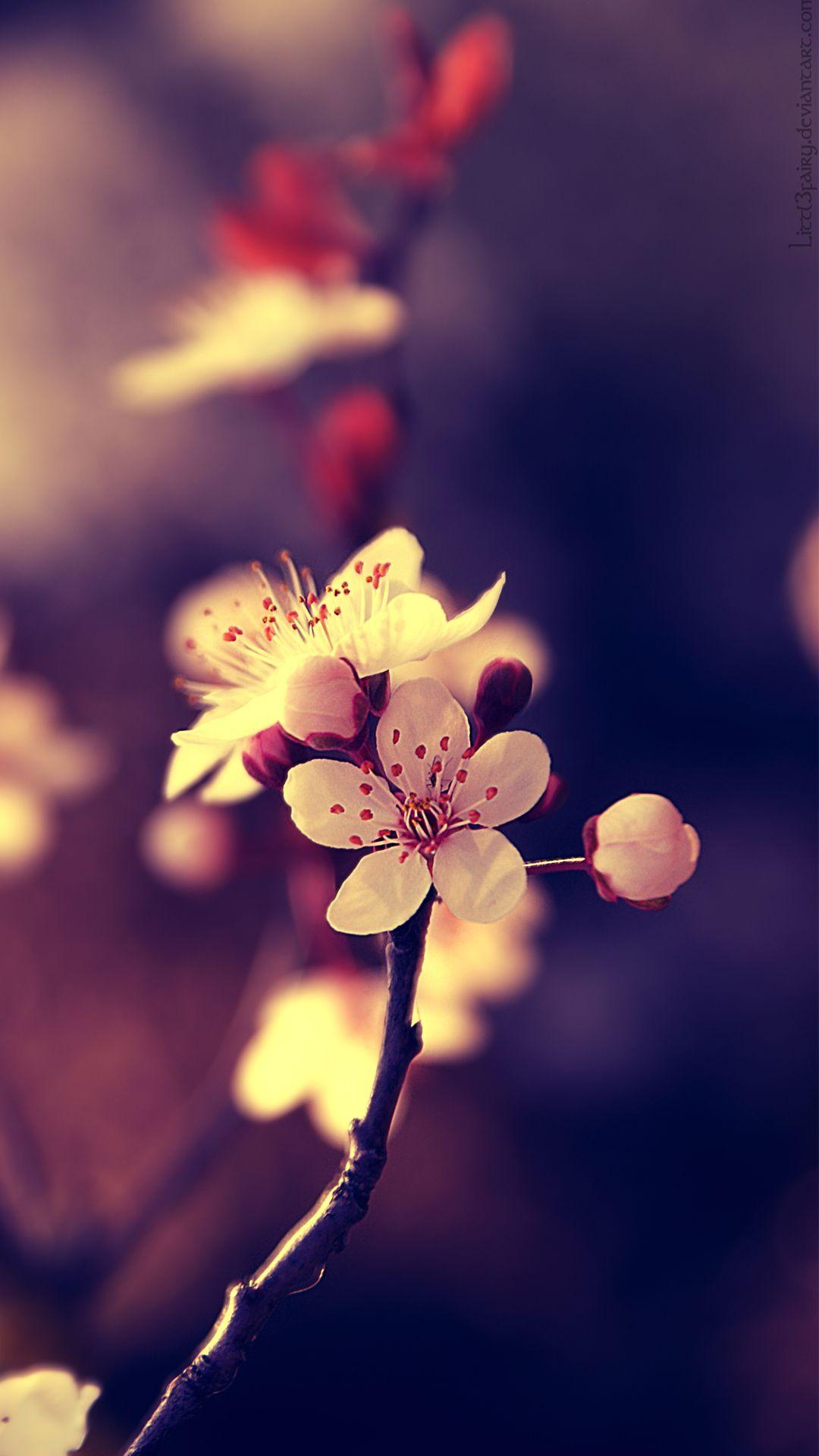 See more ideas about phone wallpaper, pizzazz, cellphone wallpaper. Beautiful Mobile Wallpapers Wallpaper Cave