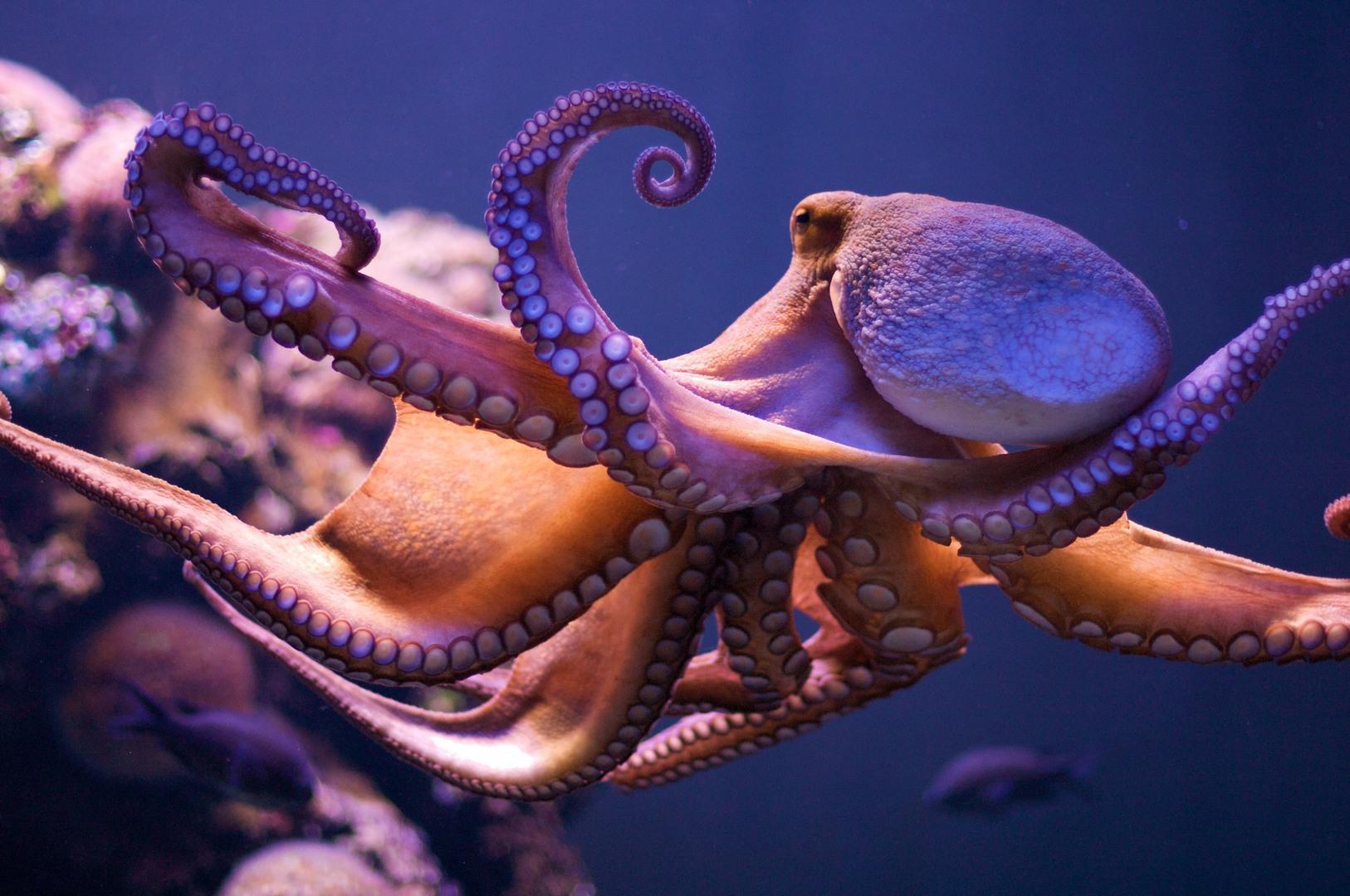 Here are 10 sites with stunning images for your laptop, tablet or mobile device. Octopus Wallpapers Wallpaper Cave