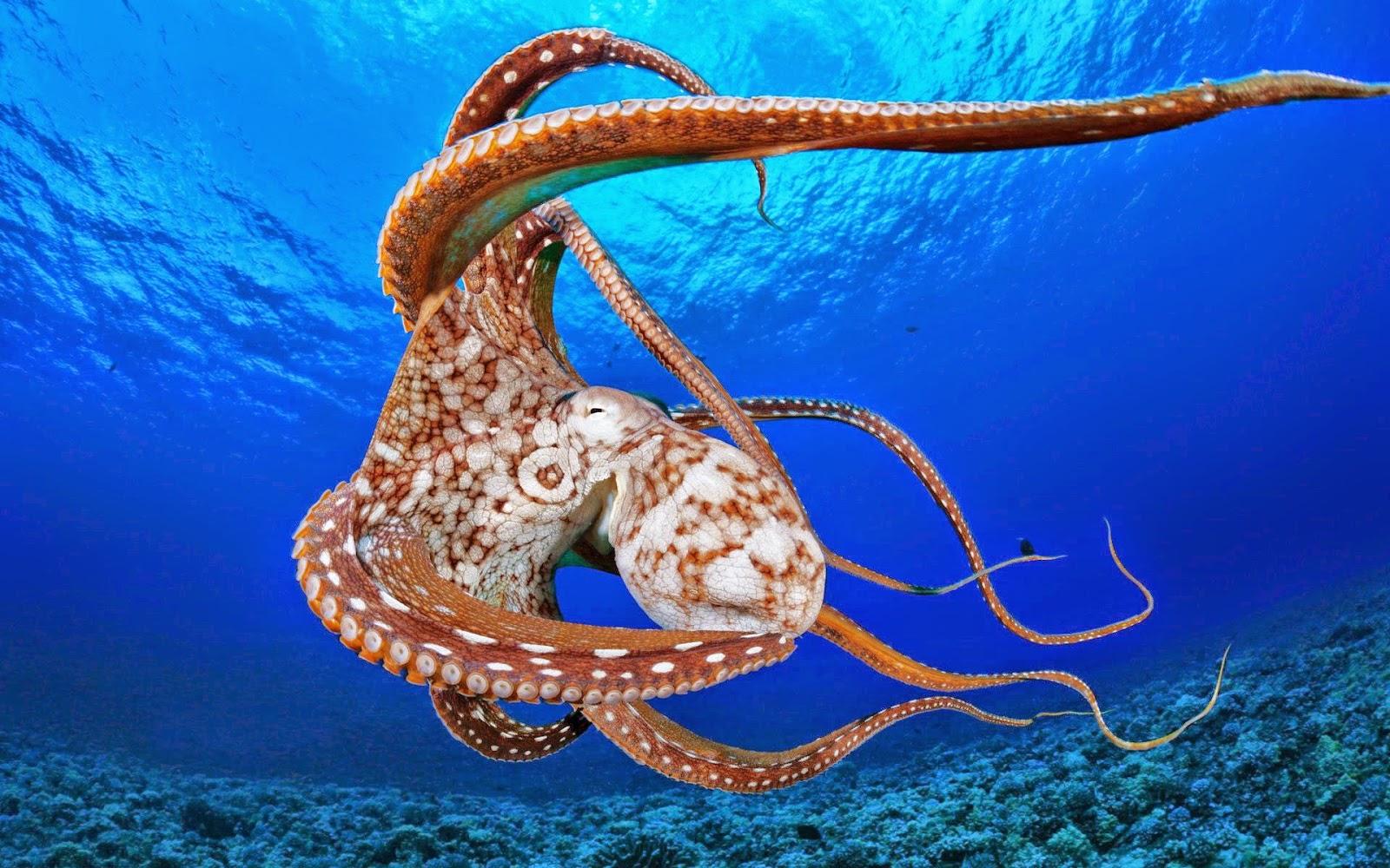 A collection of the top 45 octopus wallpapers and backgrounds available for download for free. Octopus Wallpapers Wallpaper Cave