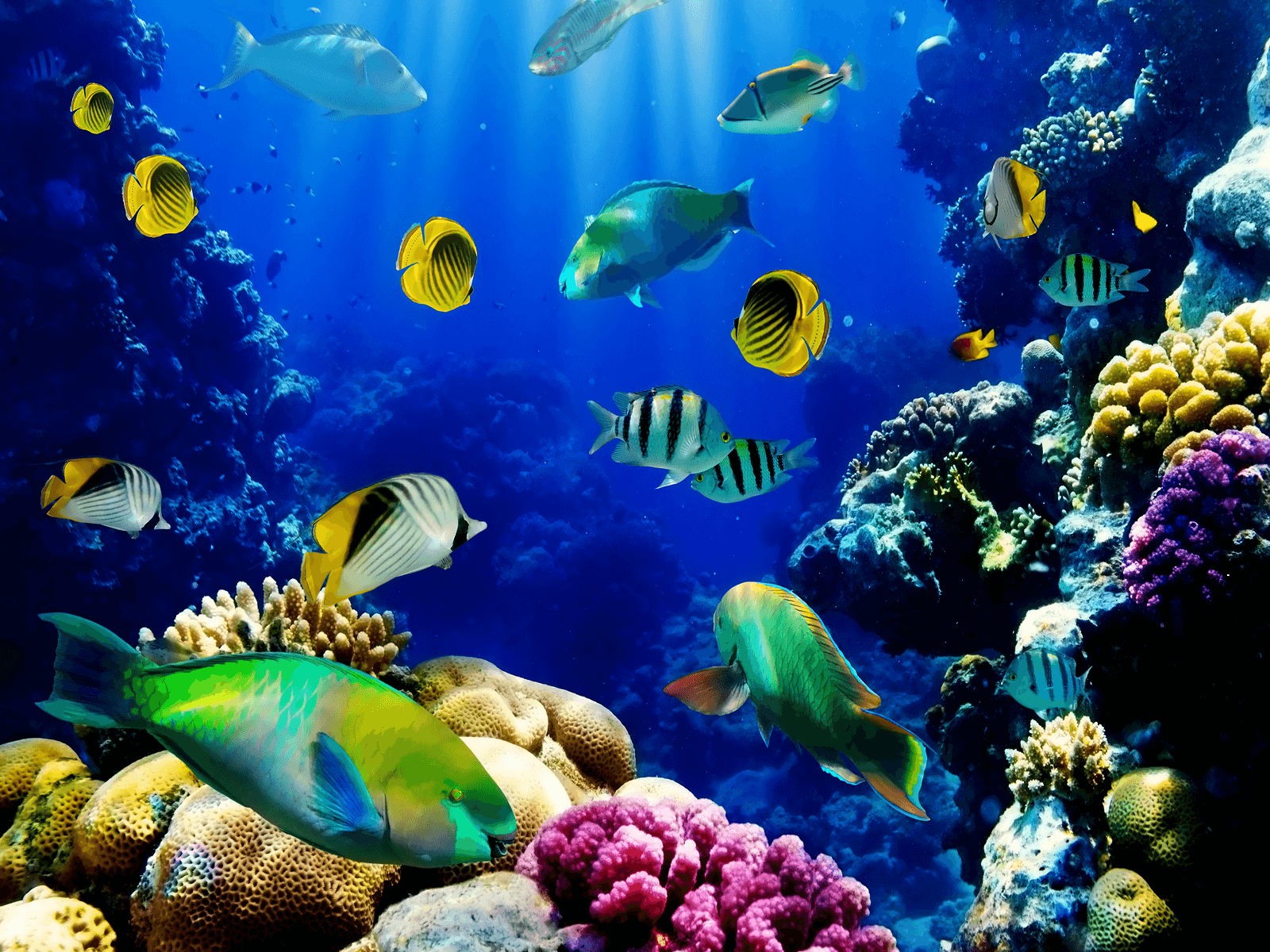 Fish Aquarium Wallpapers Wallpaper Cave