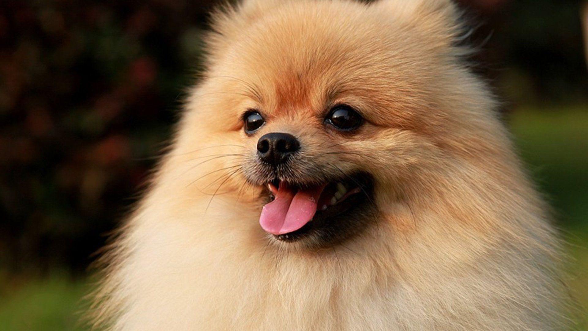 Spitz puppy · miniature dog breeds. Dogs Pomeranian Wallpapers Wallpaper Cave