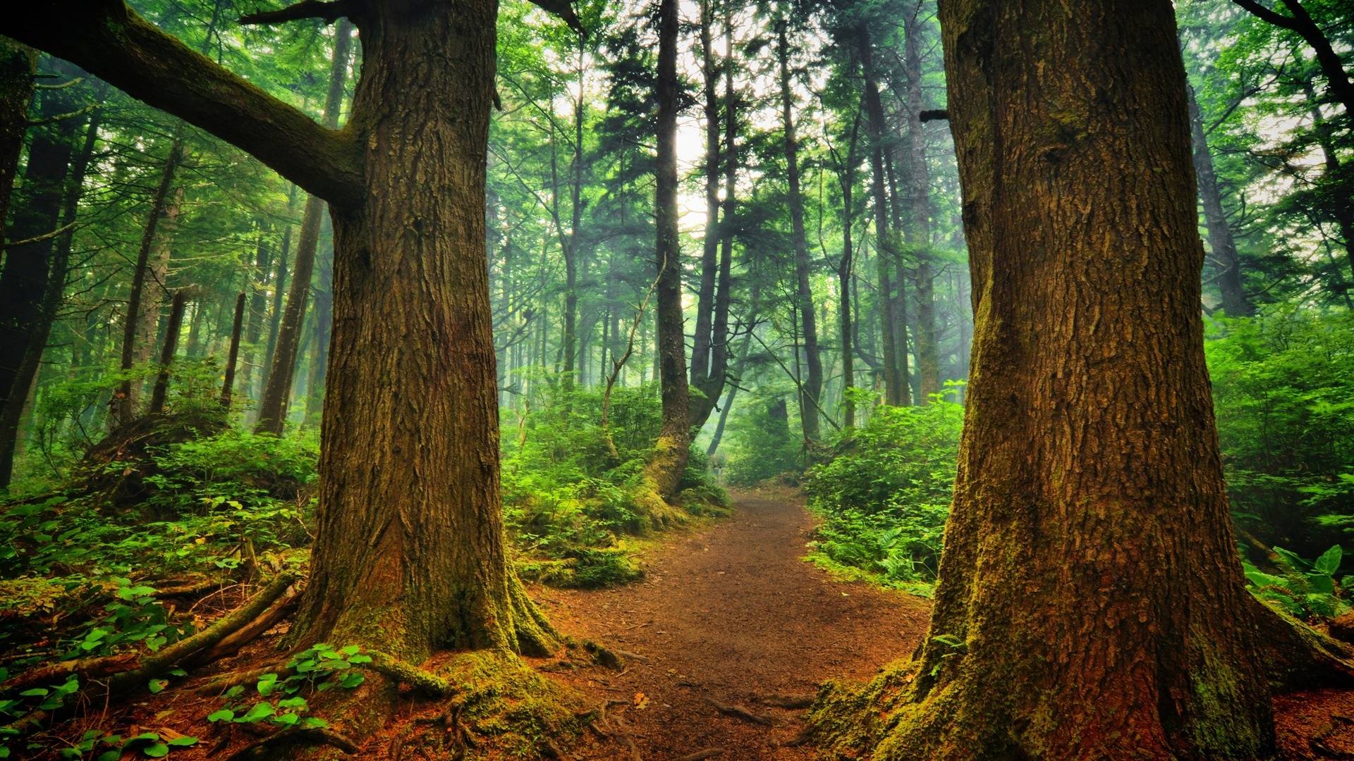 Hd Wallpaper Forest / Trees Stairs Deep Forest Forest Nature Plants Jungle Hd Wallpapers Desktop And Mobile Images Photos