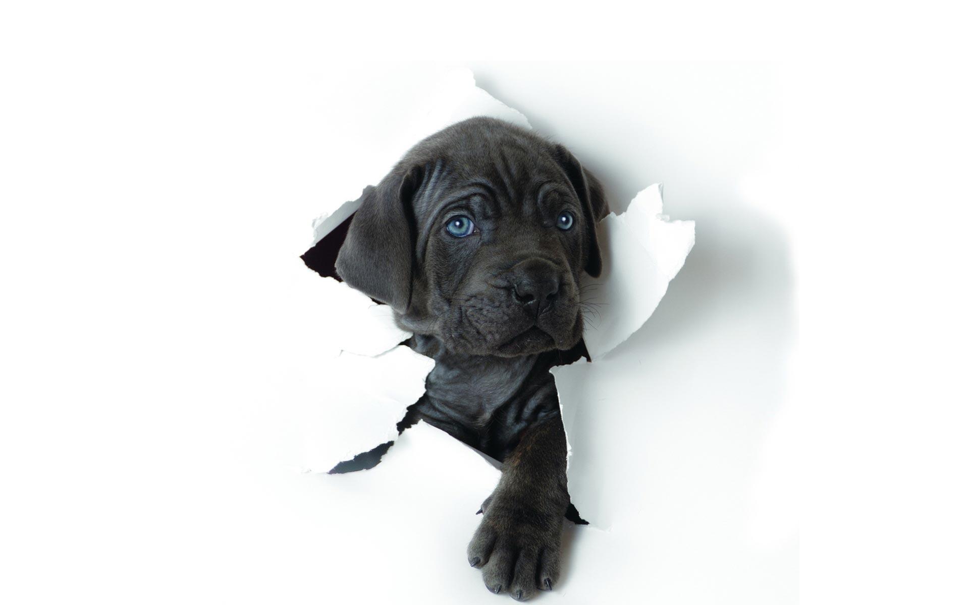 Free download black white puppies dog wallpaper hd 491 wallpaper high resolution for desktop, mobile & tablet. White And Black Dogs Wallpapers Wallpaper Cave