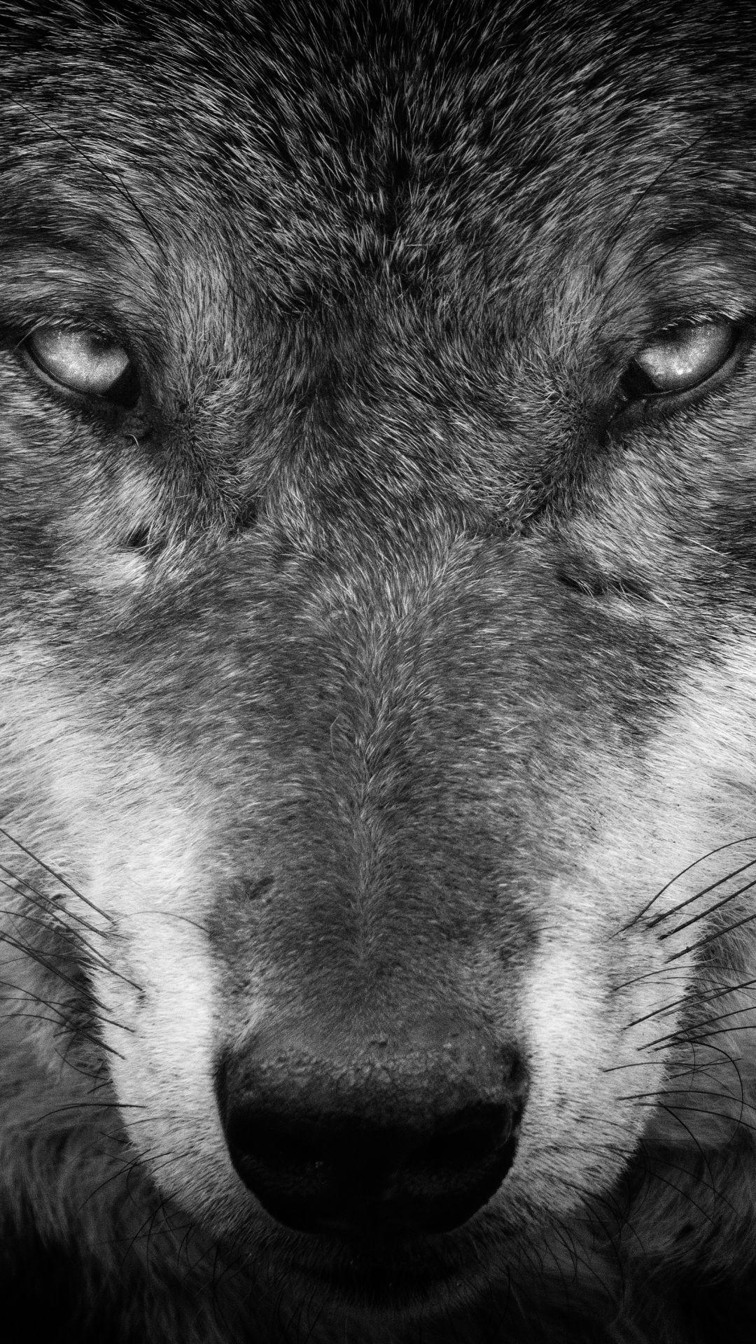 Tons of awesome black wolf wallpapers to download for free. Dark Alpha Wolf Wallpapers Wallpaper Cave