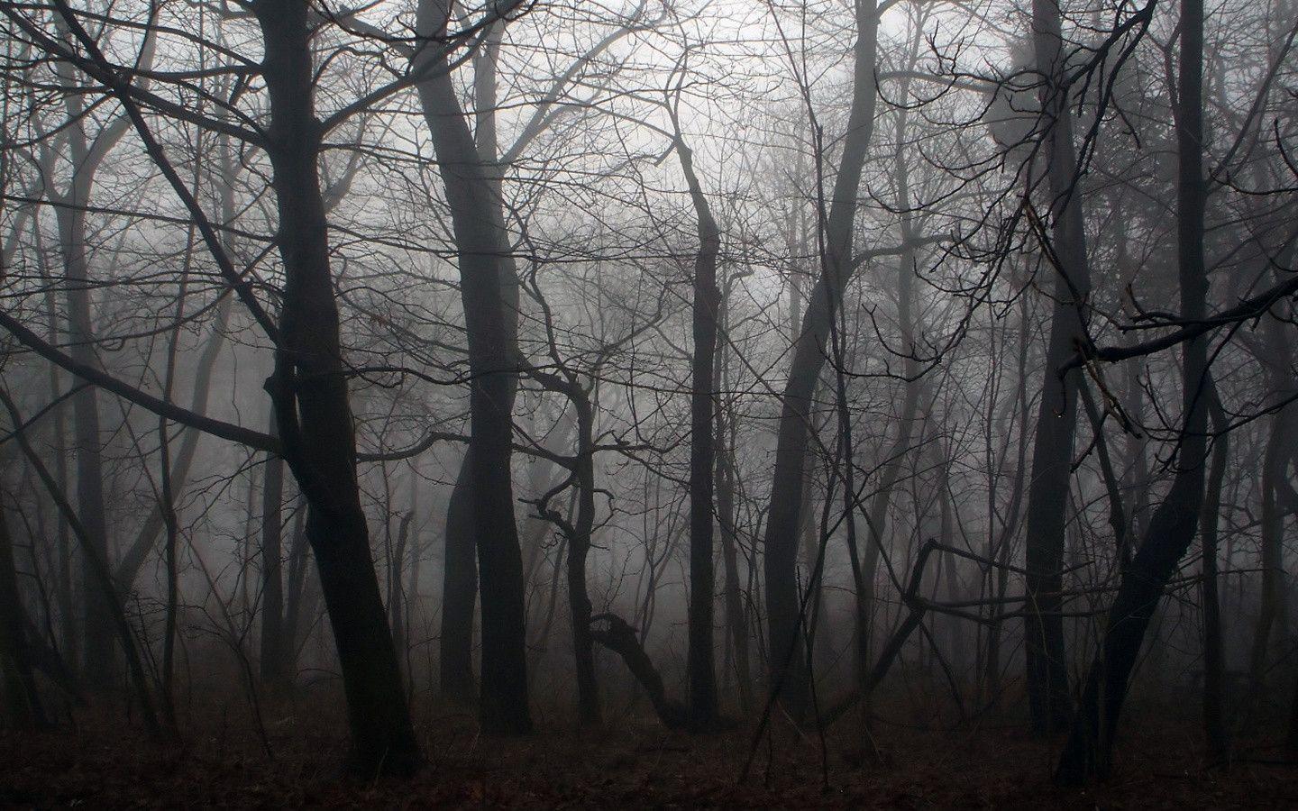 You can also upload and share your favorite dark forest aesthetic wallpapers. Creepy Woods Wallpapers Wallpaper Cave