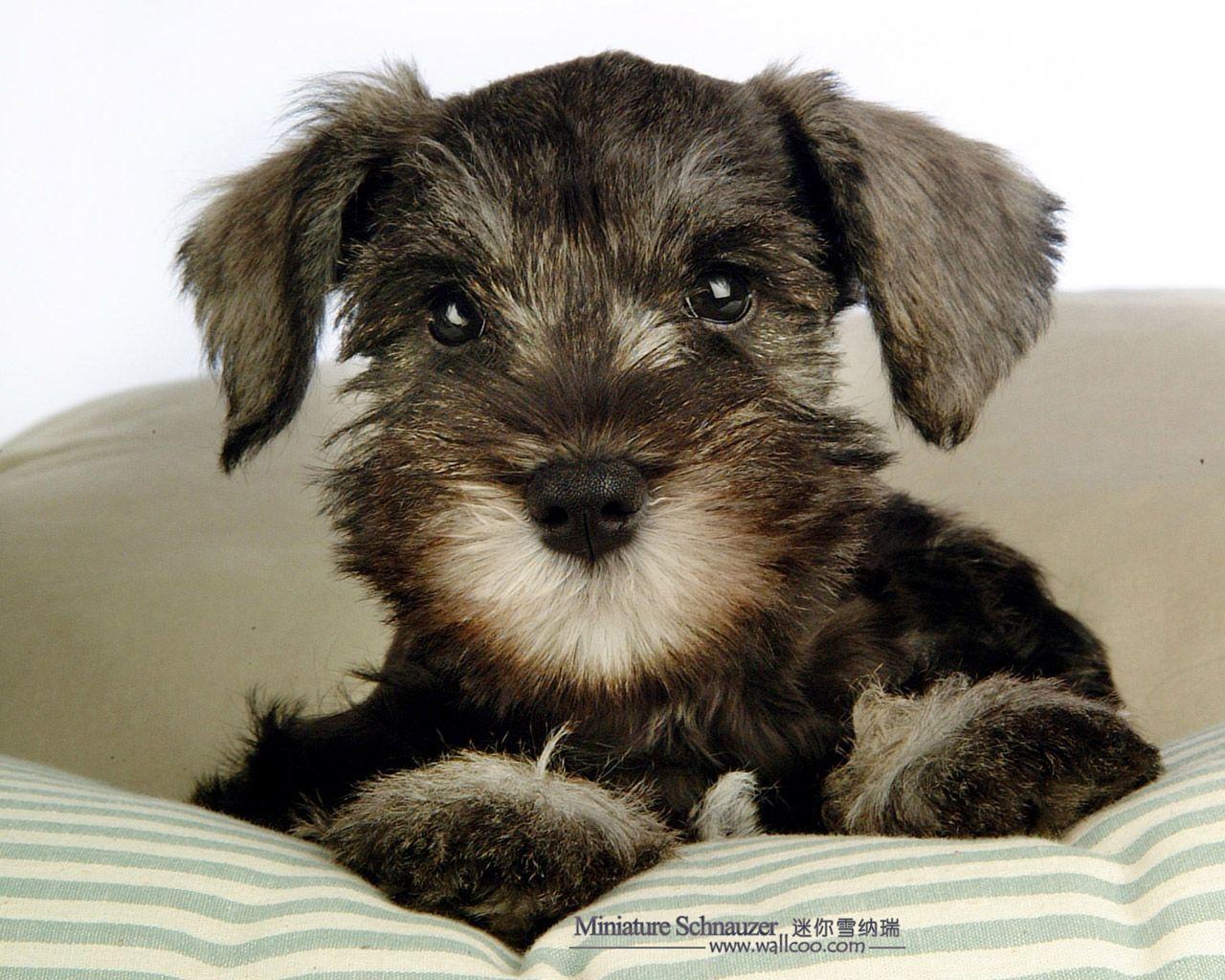 The latest and newest, beautiful and stunning genshin impact high resolution desktop wallpaper for download by . Miniature Schnauzer Wallpapers - Wallpaper Cave