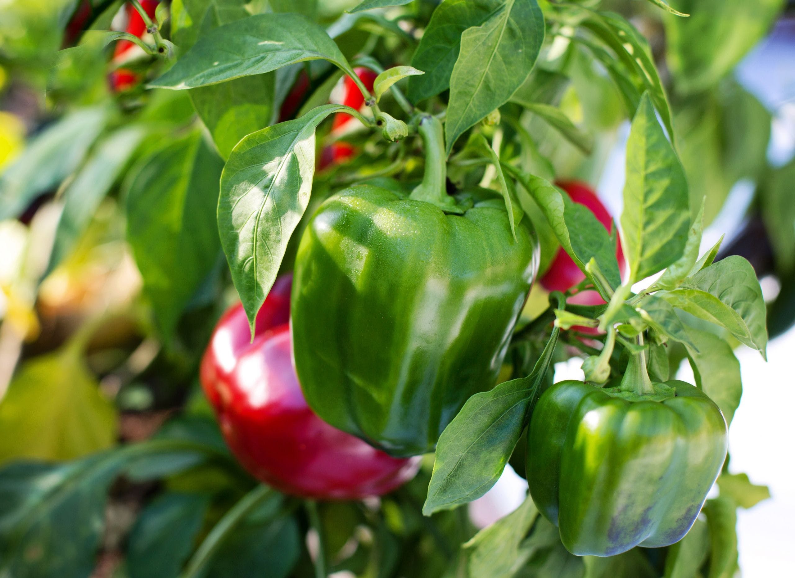 Meal delivery services are everywhere these days, and it's easy to see why. Capsicum Wallpapers - Wallpaper Cave