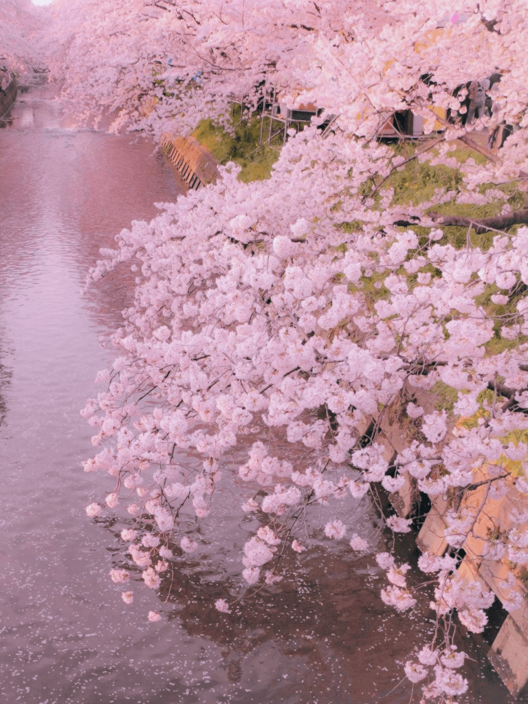 Wallpaper iphone iphone lockscreen pink aesthetic pink wallpaper. Pastel Pink Aesthetic Wallpapers Wallpaper Cave