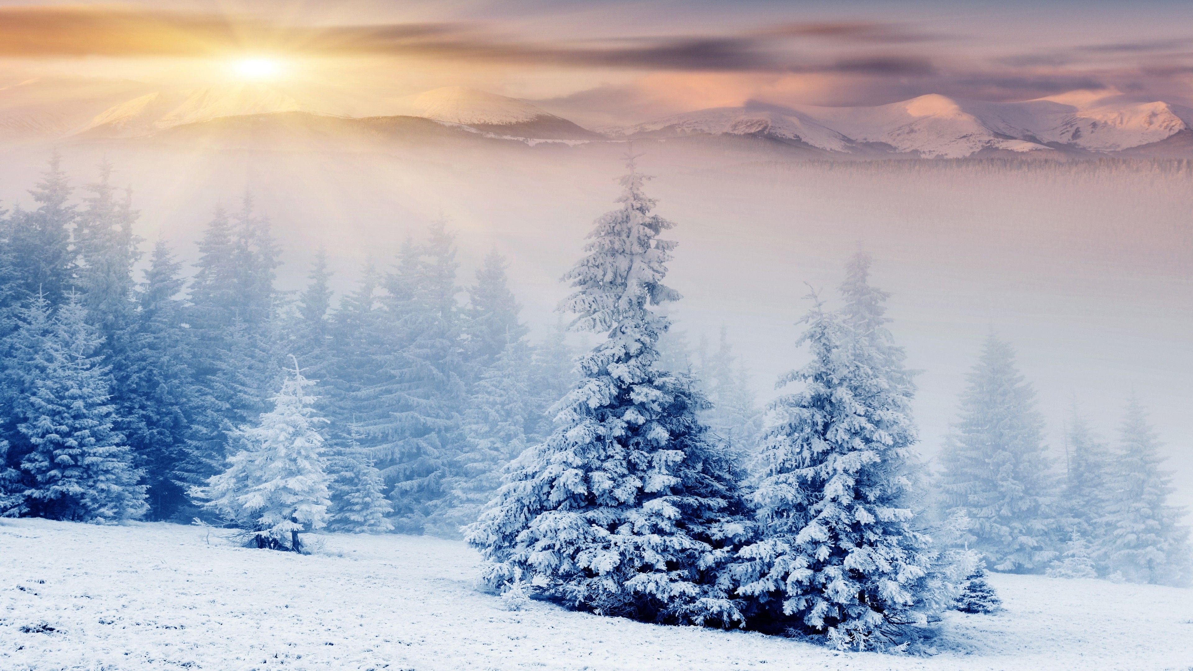Thousands of snowy trees images to choose from. Winter Trees Snow Hd Wallpapers Wallpaper Cave
