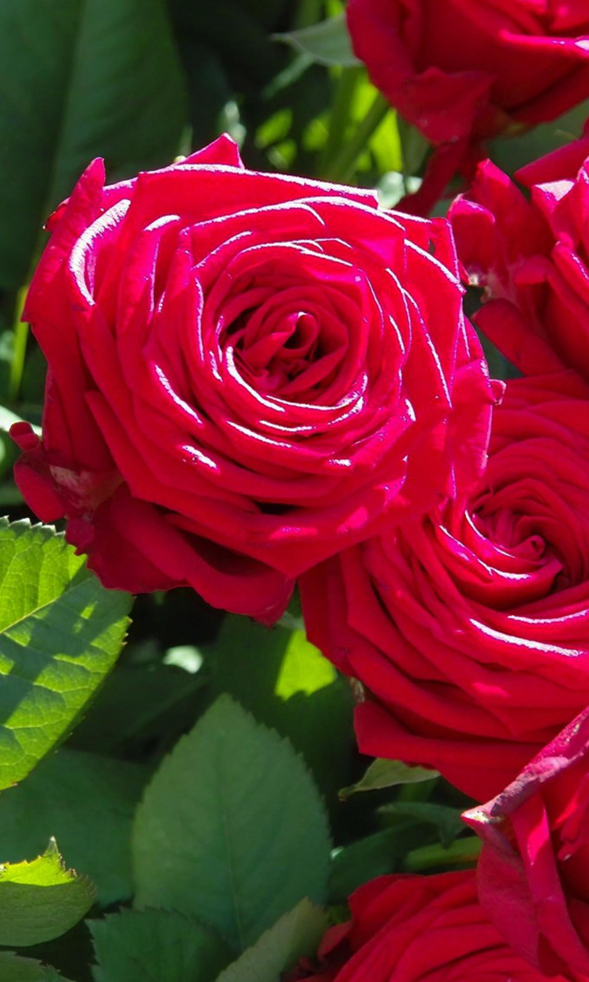 1080x1920 pink flower wallpaper for mobile android. Android Flower 4k Wallpapers Wallpaper Cave