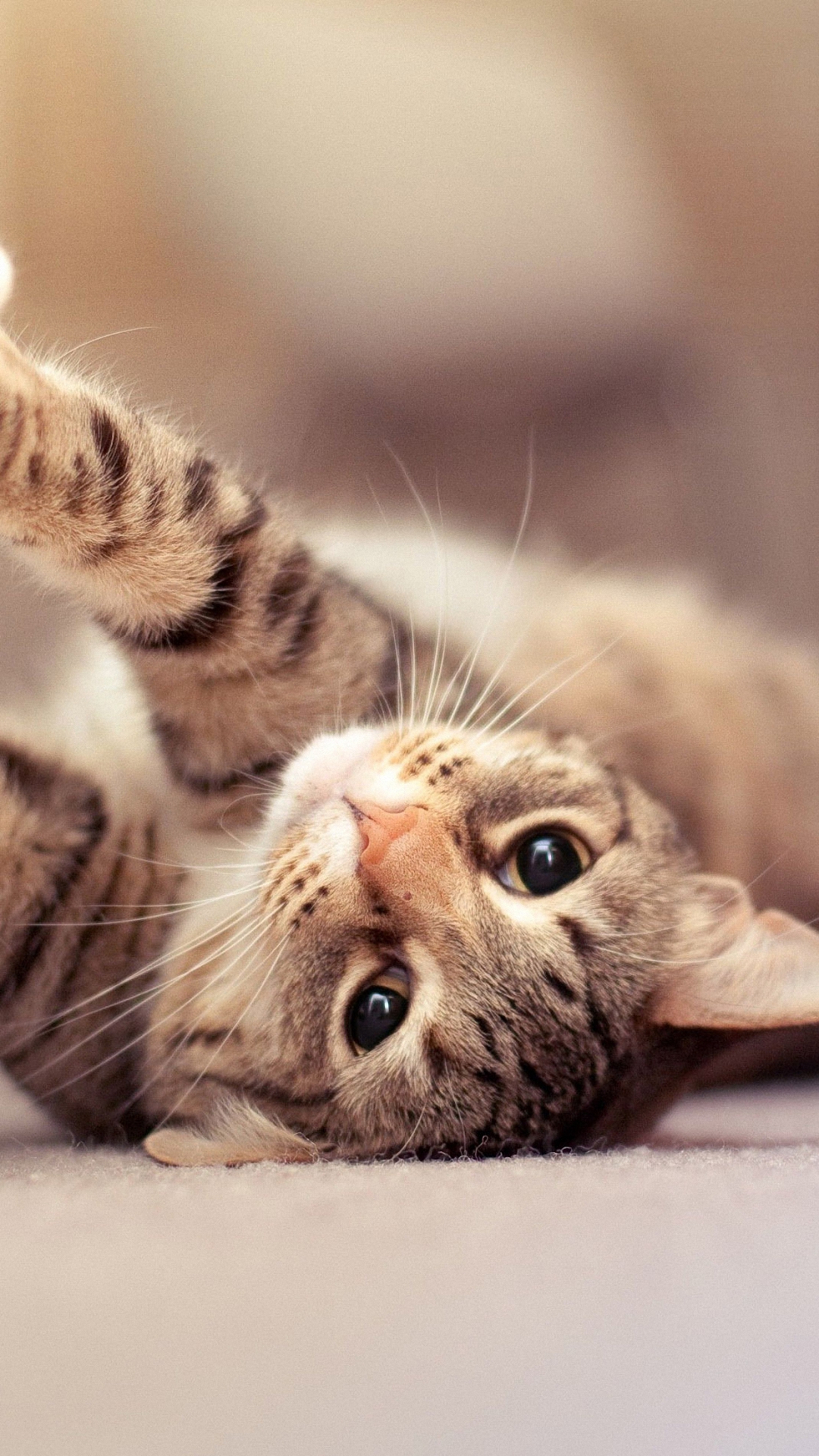 Change things up today by adding an adorable cat or kitten to your iphone. Cat Hd Iphone Wallpapers Wallpaper Cave