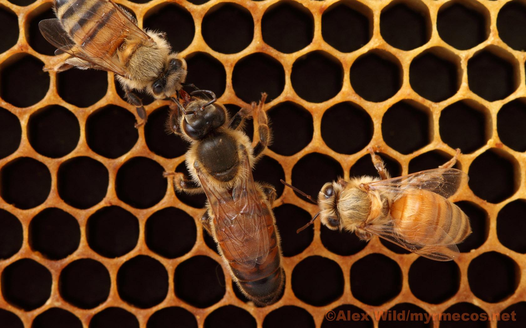Read on for 14 cool facts about honey bees. Queen Bee Wallpapers - Wallpaper Cave