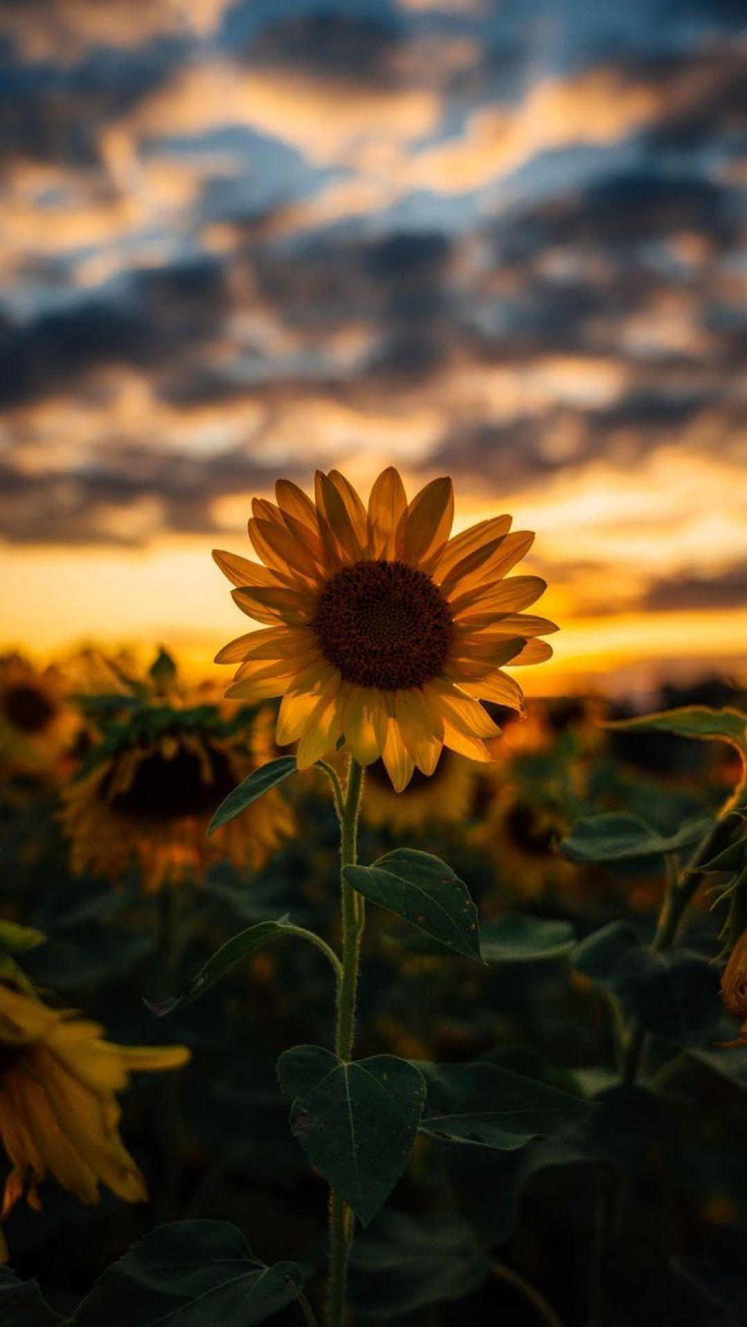 Just here to compliment your pfp, don't mind me. Aesthetic Sunflower Wallpapers - Wallpaper Cave