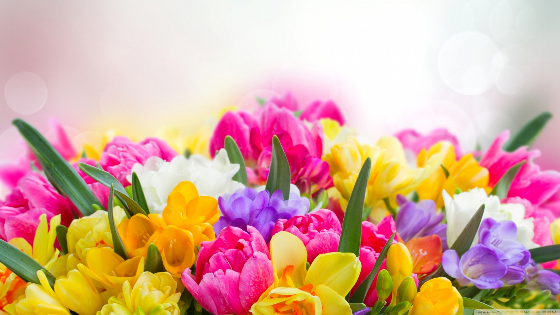 Pick from over 9000 of the best spring backgrounds for you desktop, mobile or website ✓ hd to 4k quality. Spring Flowers 4k Wallpapers Wallpaper Cave