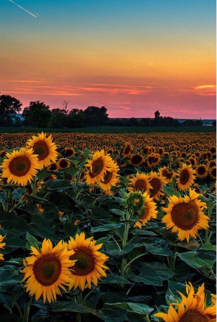 Aesthetic sunflower computer background 371810 hd. Aesthetic Sunflower Field Wallpapers Wallpaper Cave