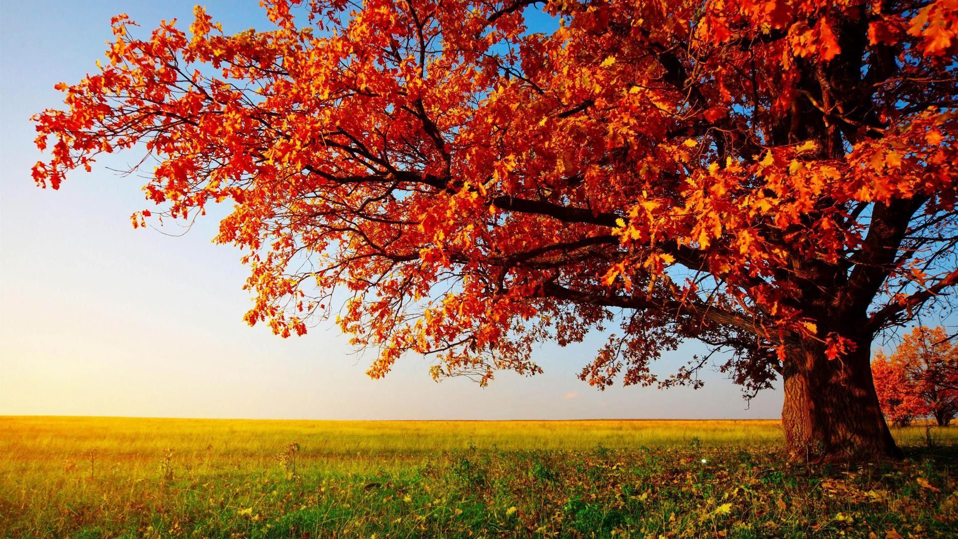 We hope you enjoy our growing collection of hd . Beautiful Pc Desktop Wallpapers Wallpaper Cave