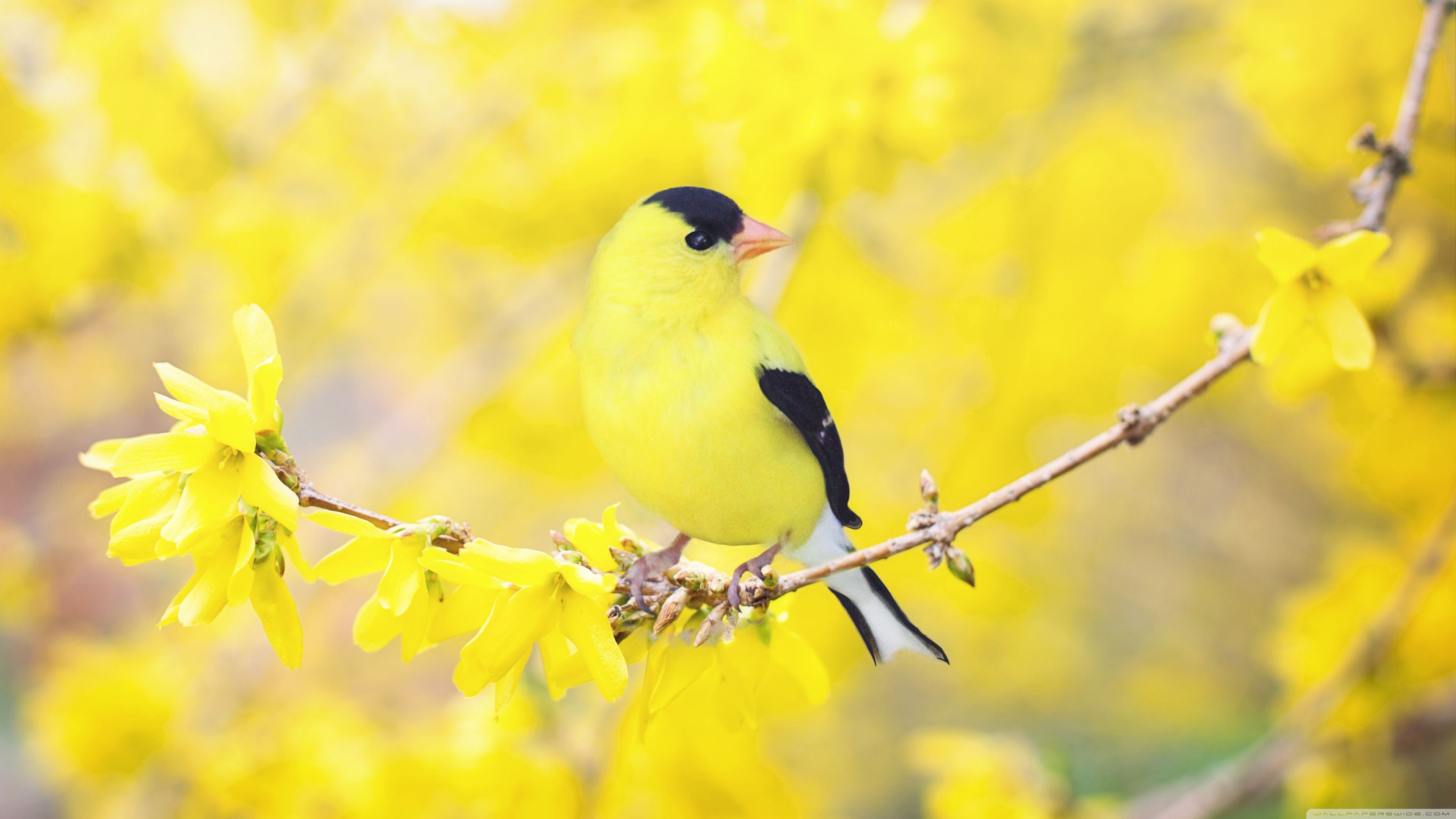 It does not matter whether you the yellow wallpaper thesis ideas are using the service for the first time. Spring Birds Wallpapers - Wallpaper Cave