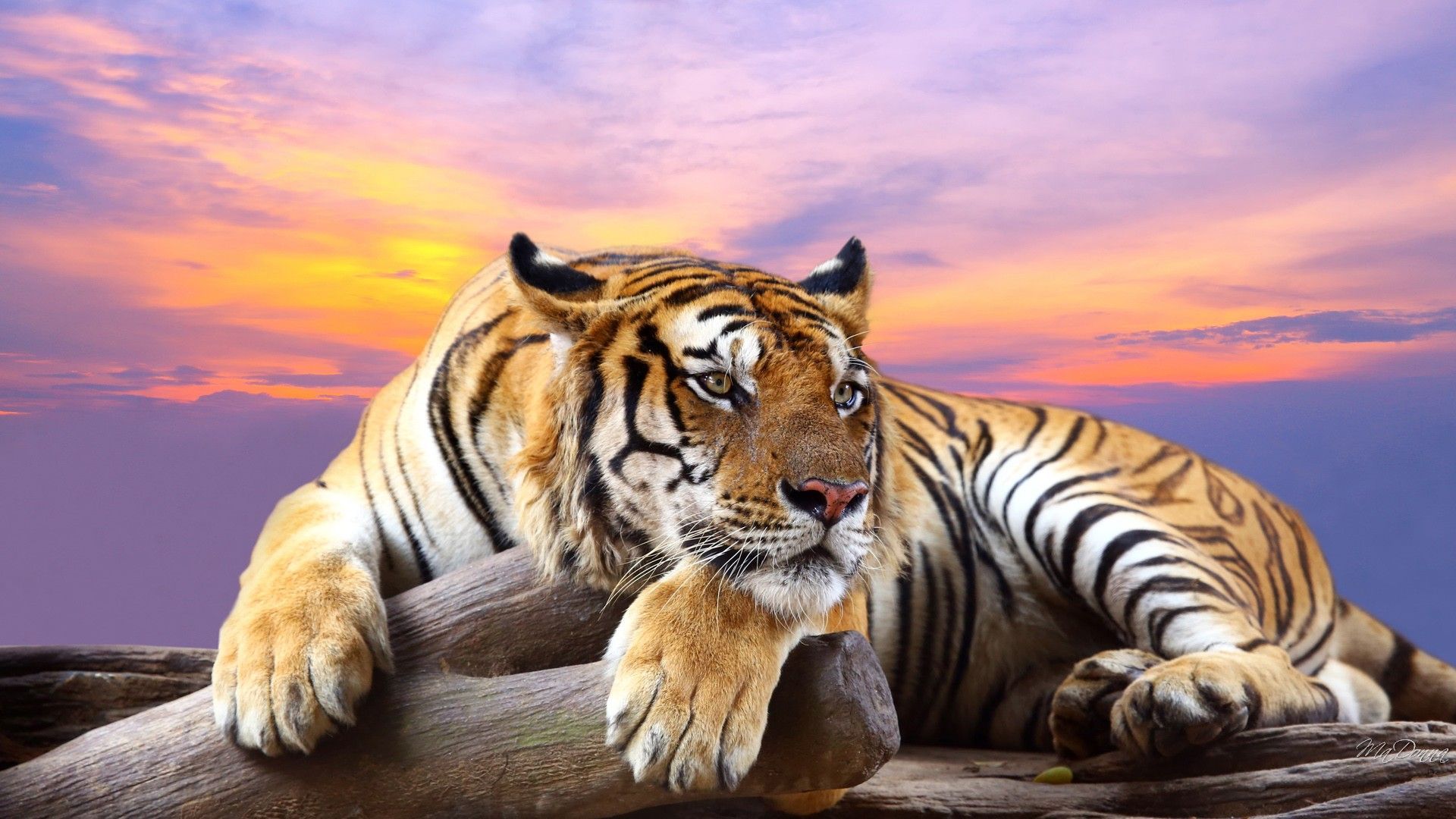 Advertisement tigers are the largest members of the cat family. Computer Tiger Hd Wallpapers Wallpaper Cave