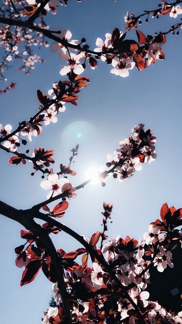 25/08/2019 · check out this fantastic collection of blue aesthetic tumblr laptop wallpapers, with 33 blue aesthetic tumblr laptop background images for your desktop, phone or tablet. Aesthetic Spring Flowers Wallpapers Wallpaper Cave