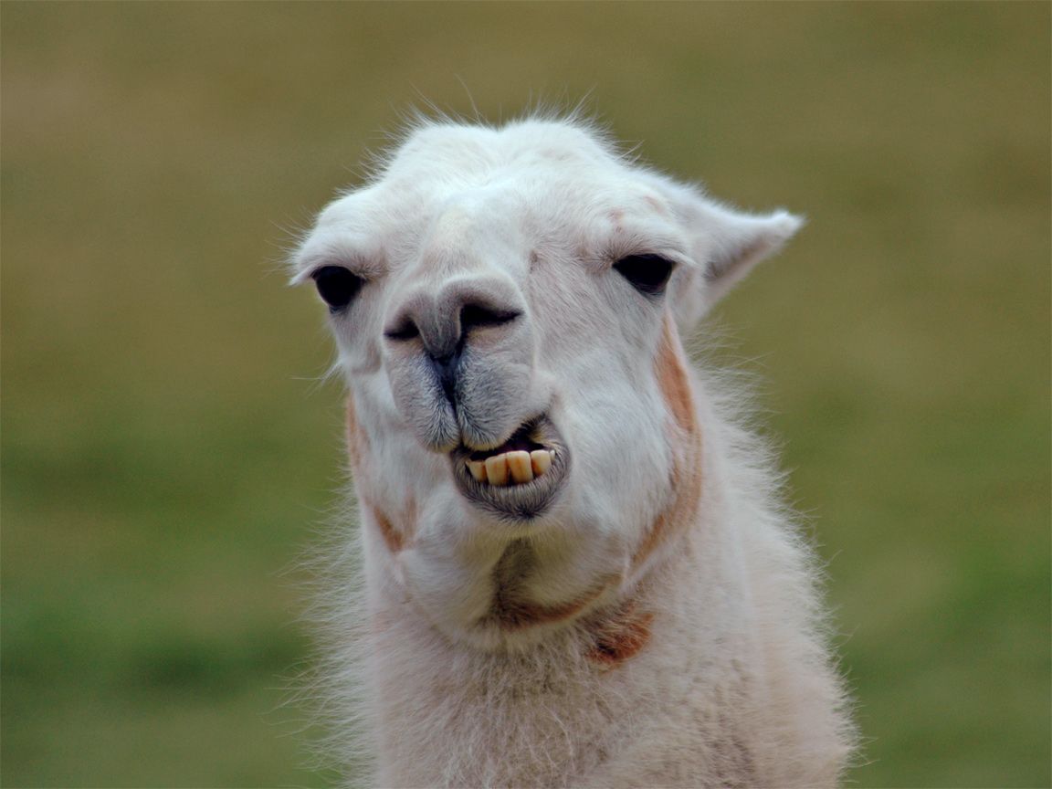 16.08.2021 · funny zoom background ideas and templates. Cute Spring Llama Wallpapers - Wallpaper Cave