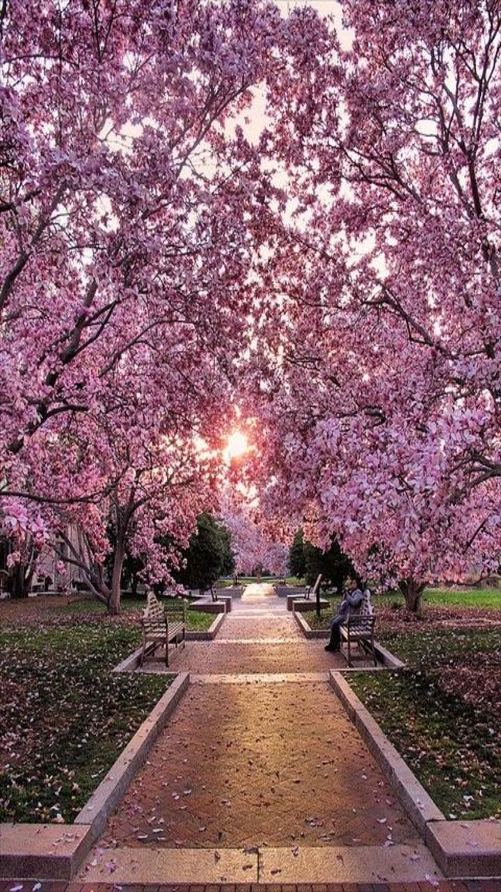 Enjoy free shipping on most stuff, even big stuff. Cherry Blossom Android Wallpapers Wallpaper Cave