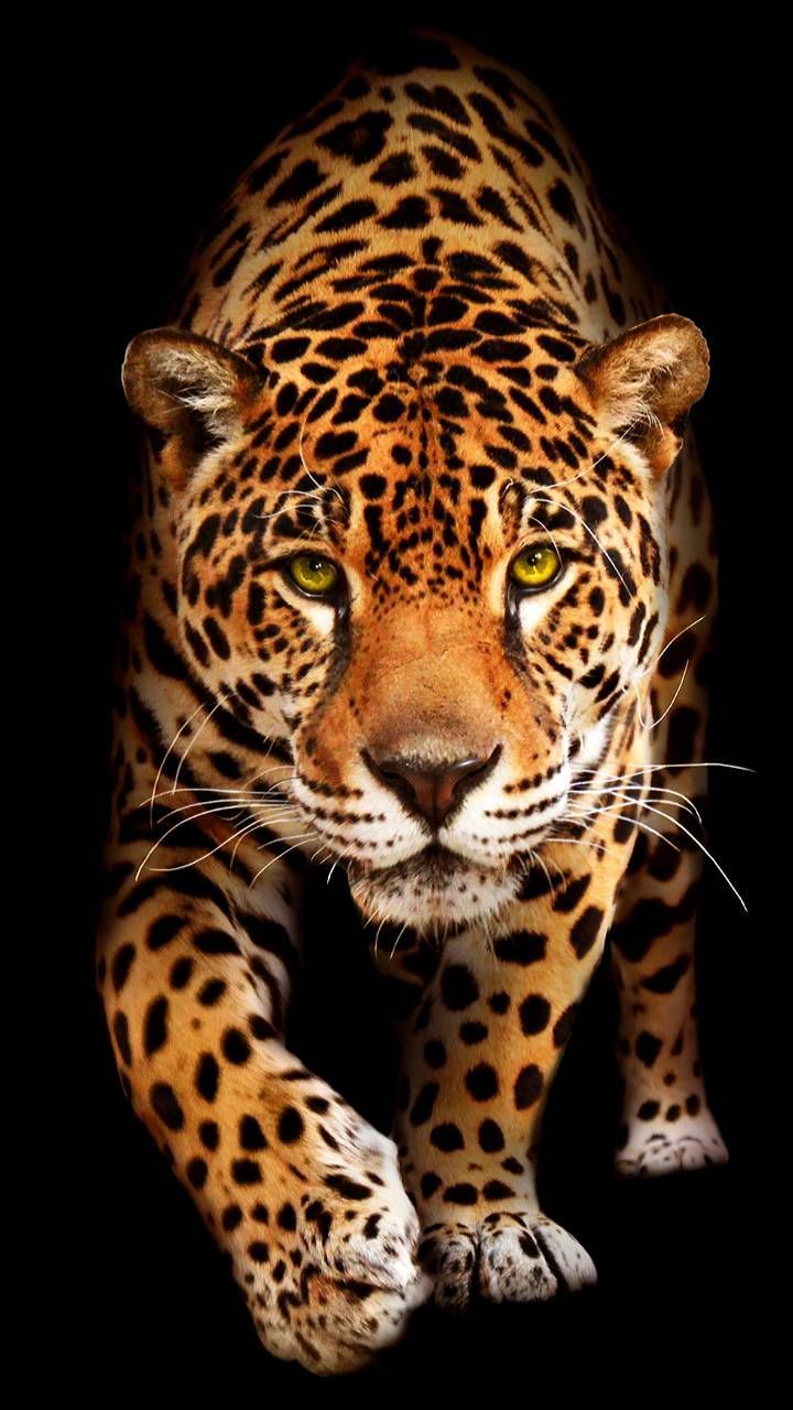 Rose pink fade out leopard print phone wallpapers phone backgrounds. Jaguar Phone Wallpapers Wallpaper Cave