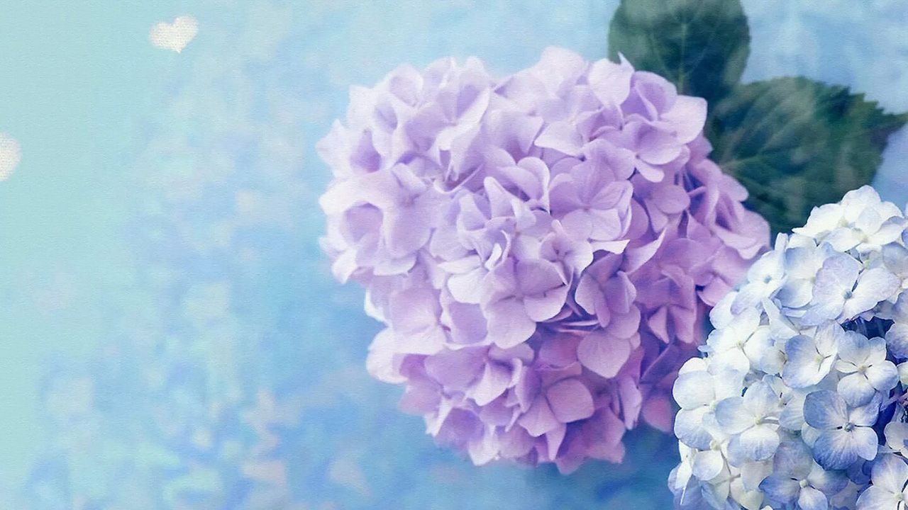 We use them to decorate our homes and gardens, and we use them to prepare for major events, l. Hydrangeas Wallpapers Wallpaper Cave