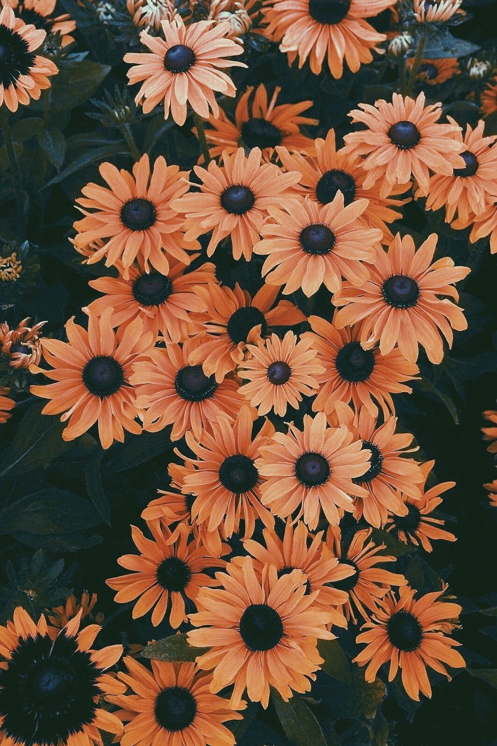 7 pretty floral iphone 8 & 8 plus hd wallpapers. Flower Cute Aesthetic Wallpapers Wallpaper Cave