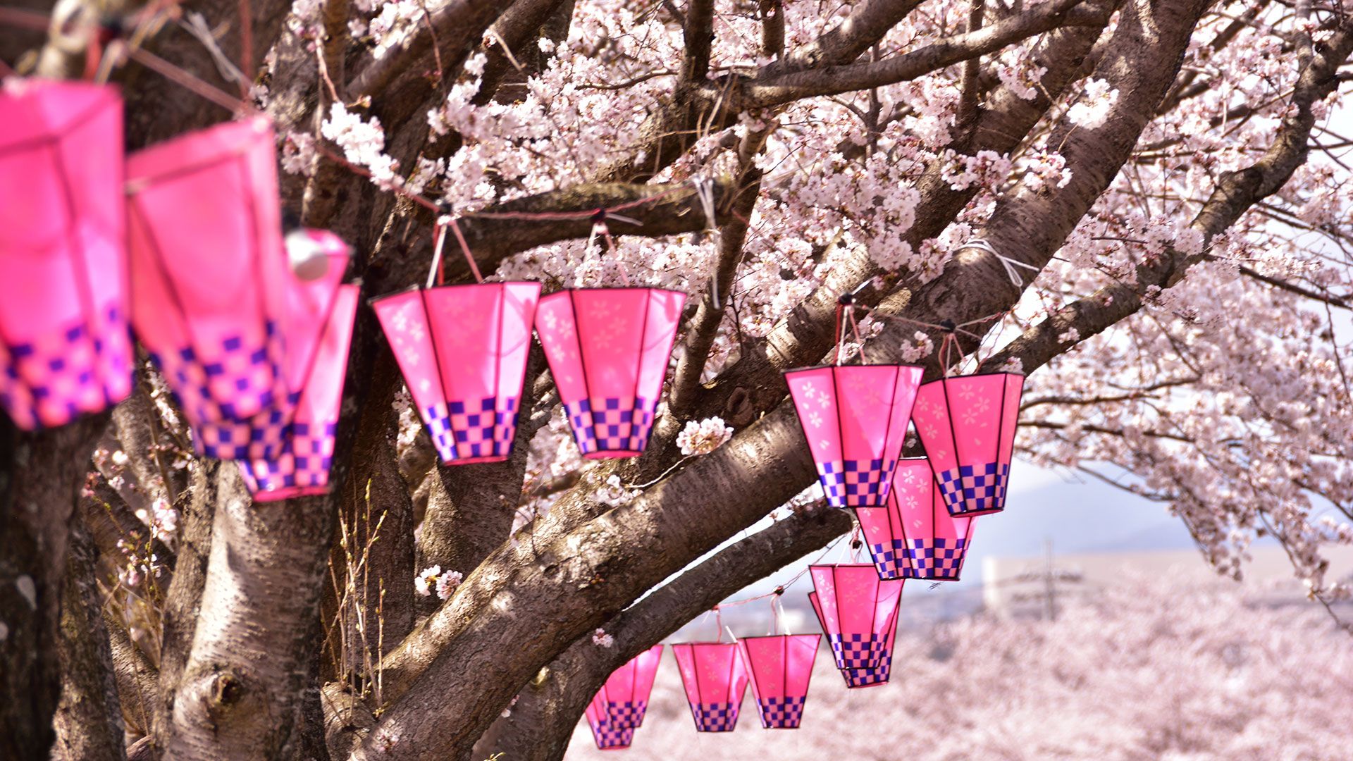 Click robloxplayer.exe to run the roblox installer, which just downloaded via your web browser. Japanese Pink Aesthetic Wallpapers - Wallpaper Cave