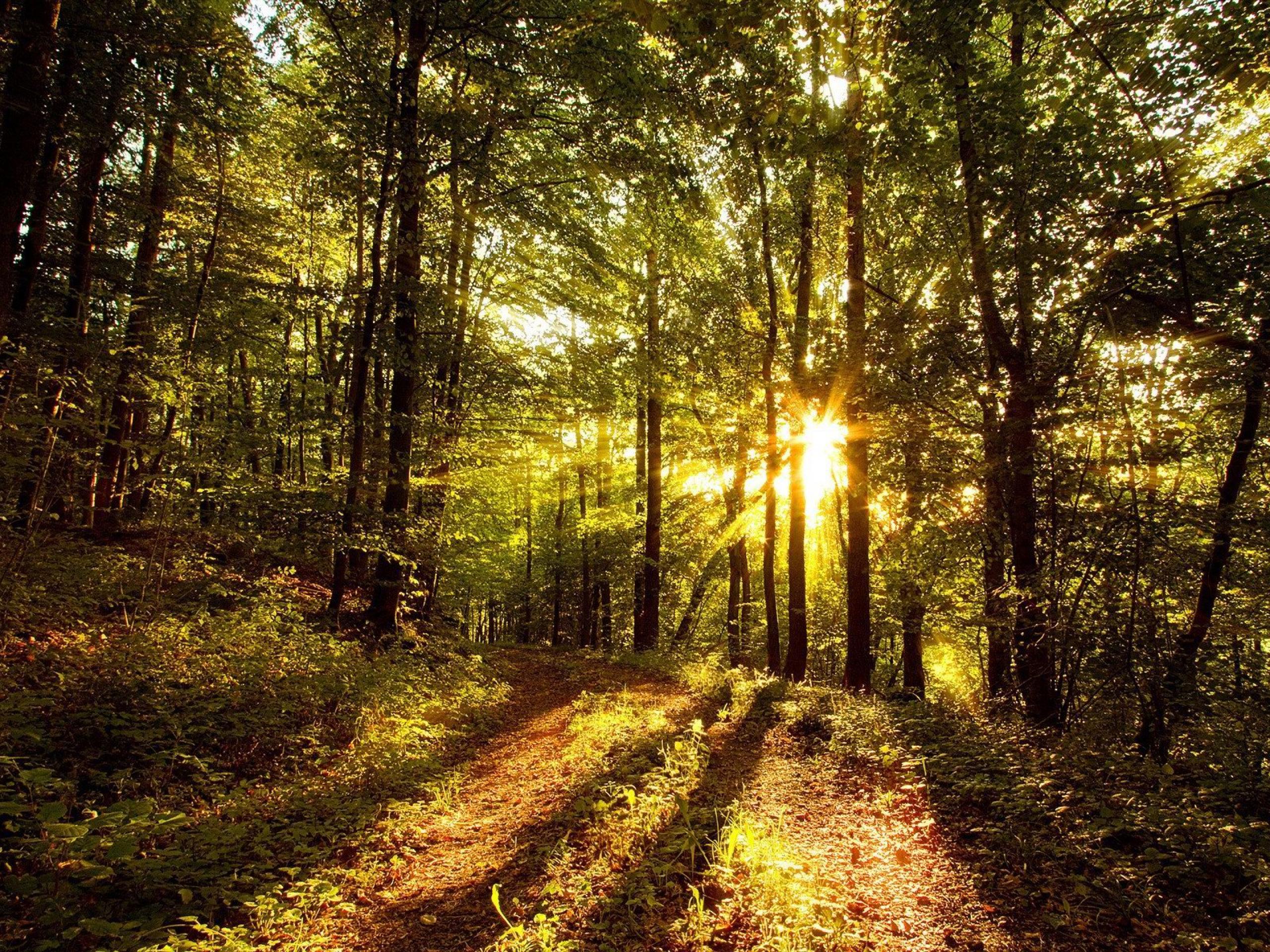 Woodland Forest Wallpaper : Gothic Forest Wallpapers Top Free Gothic Forest Backgrounds Wallpaperaccess :