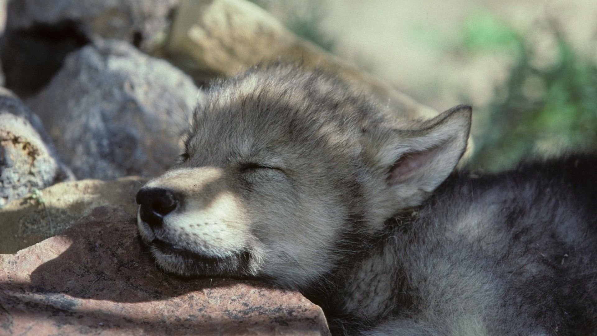 Download for free 50+ cute. Wolf Pups Wallpapers Wallpaper Cave