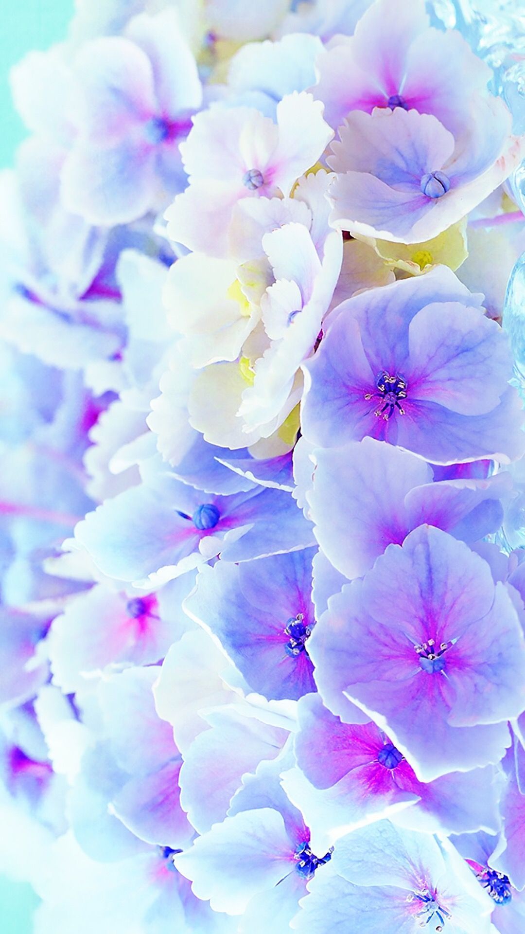 A symbol of good judgment, meditation, and most importantly, figs, we think. Purple Blue Flower Wallpapers - Wallpaper Cave