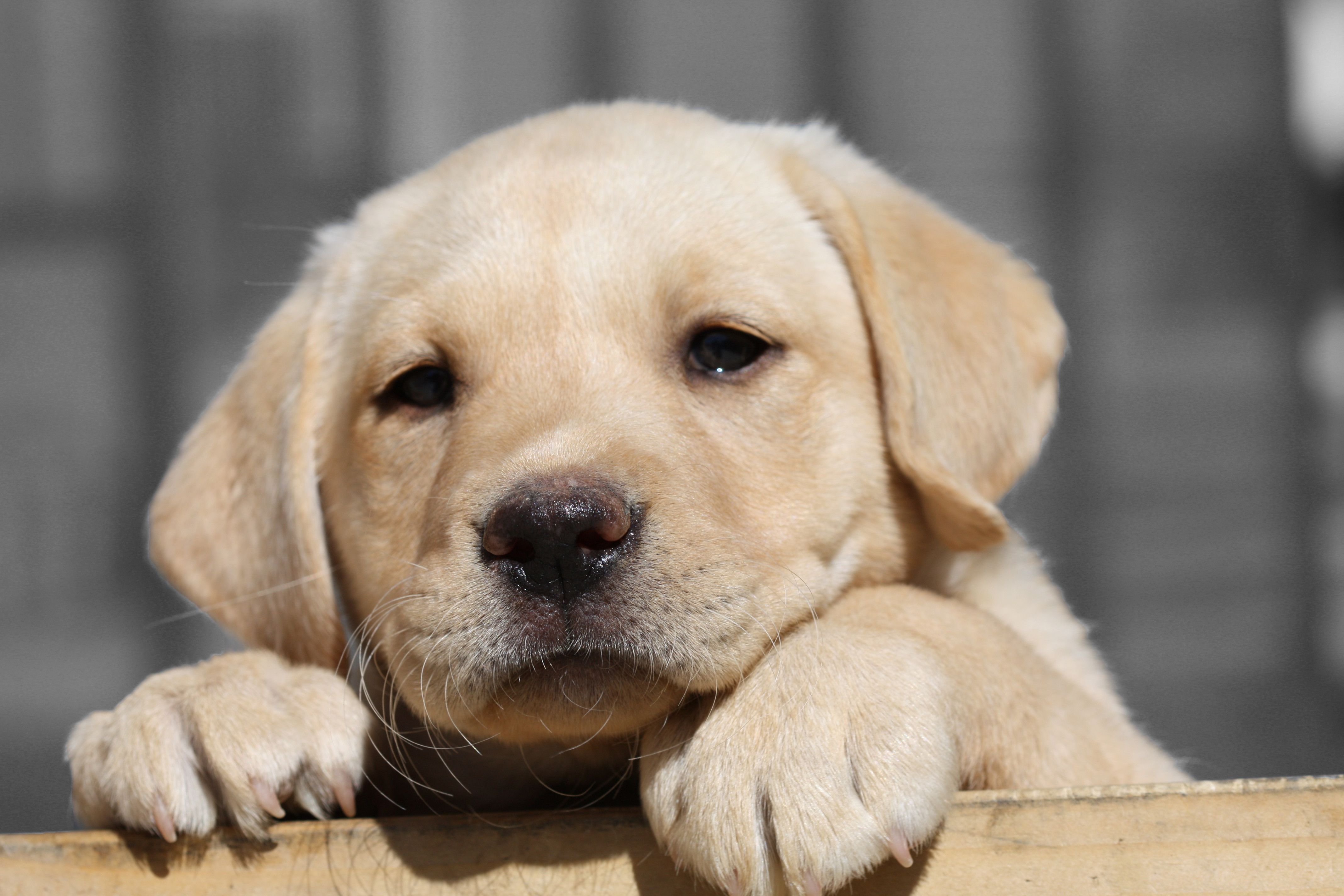 The best quality and size only with us! Labrador Puppy Wallpapers Wallpaper Cave