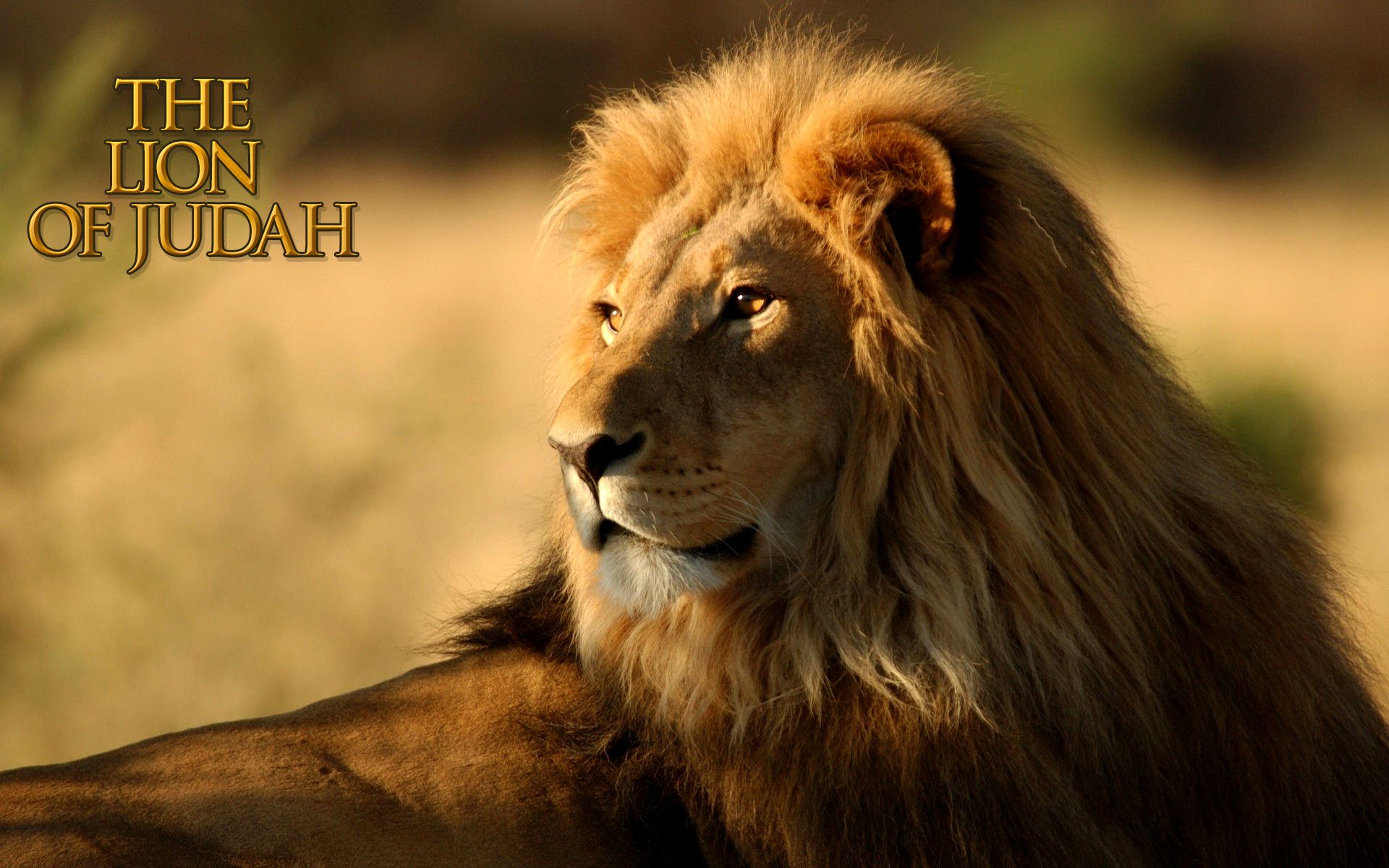 Crown prince lee chang tries to check on his father, but the young queen stands in his way. Lion Of The Tribe Of Judah Wallpapers - Wallpaper Cave