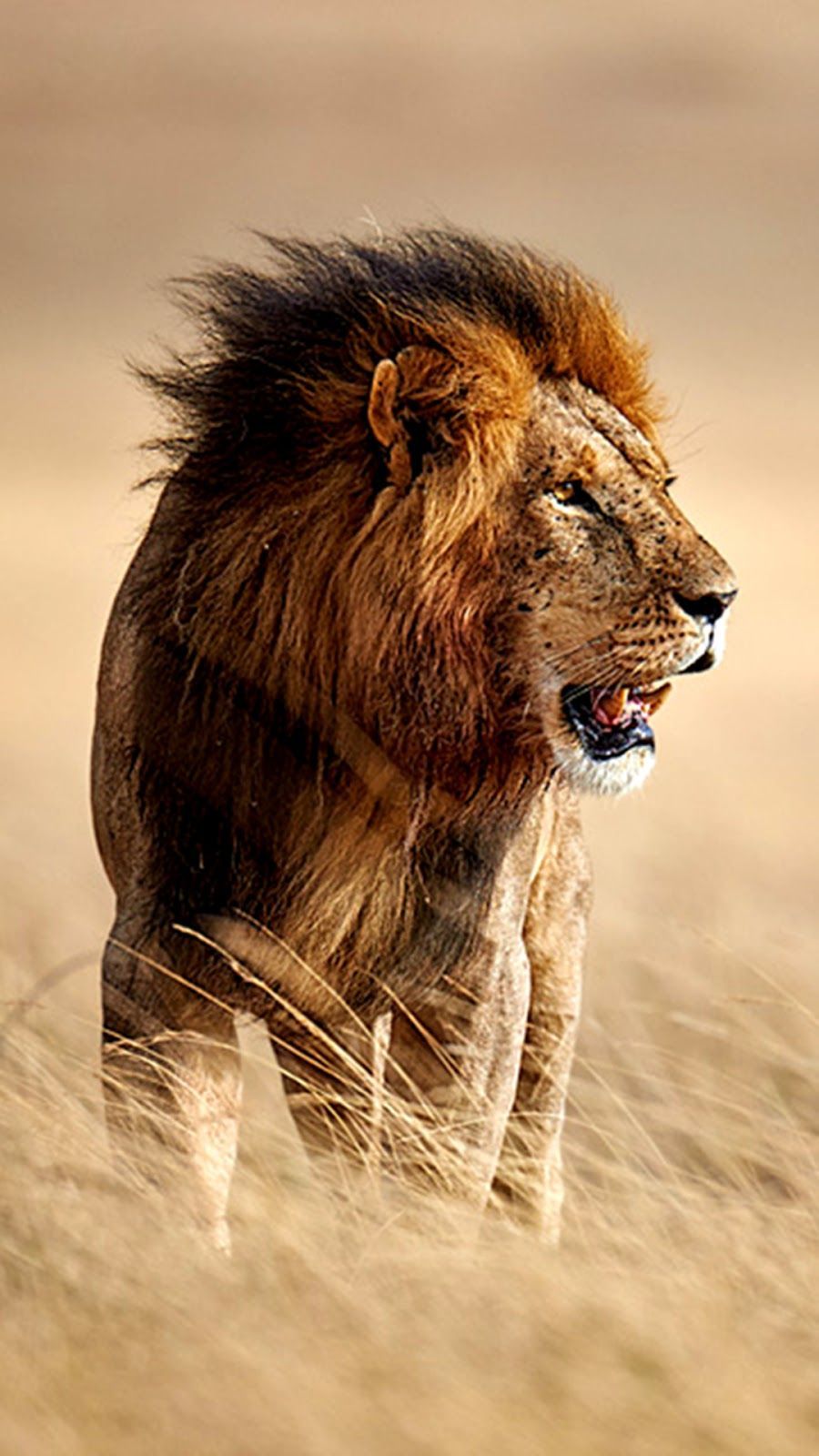 Lions are the majestic mammals known for strength and power. Lion Mobile Wallpapers Wallpaper Cave