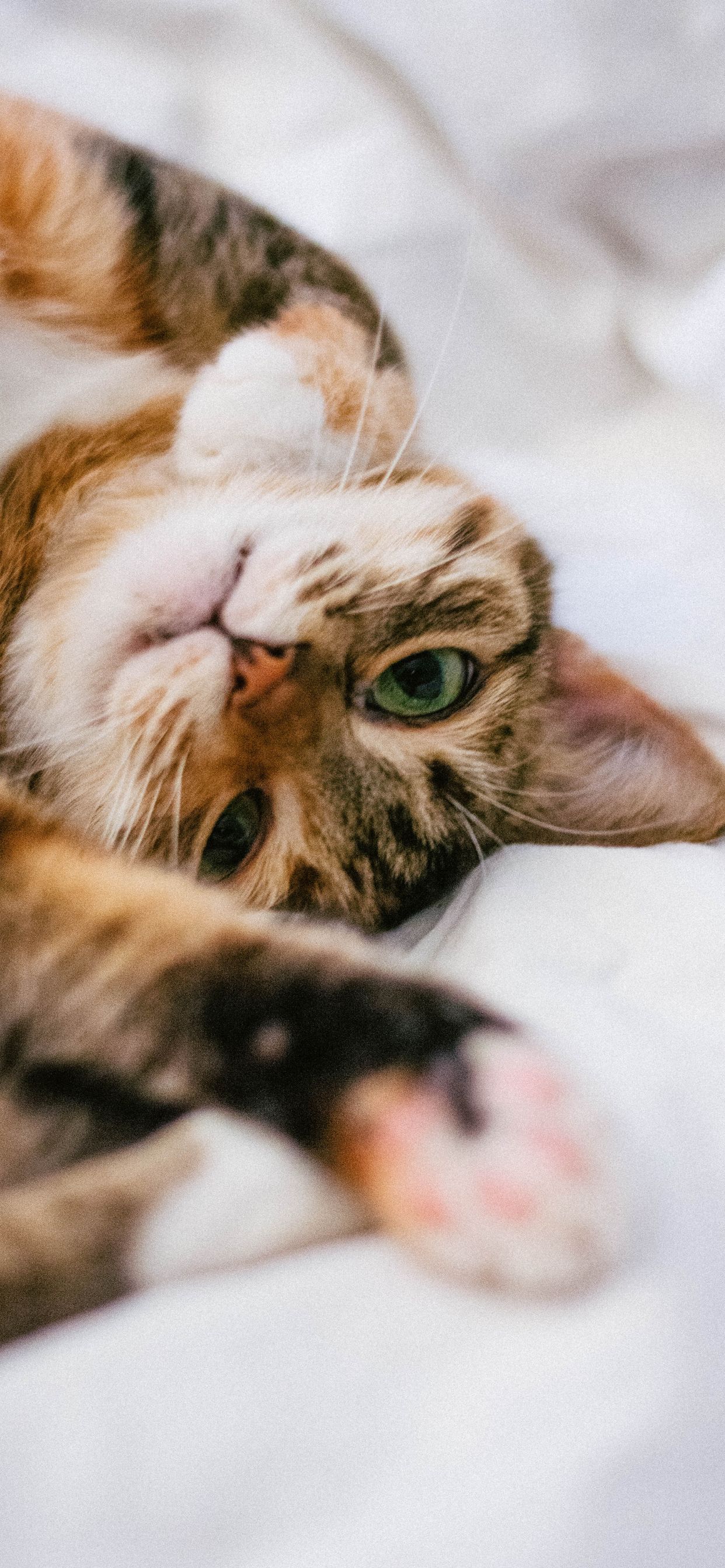 Webthe definition of cute is attractive, especially in a dainty way; Cute Cat Wallpaper Aesthetic / Aesthetic Cat Wallpapers - Wallpaper