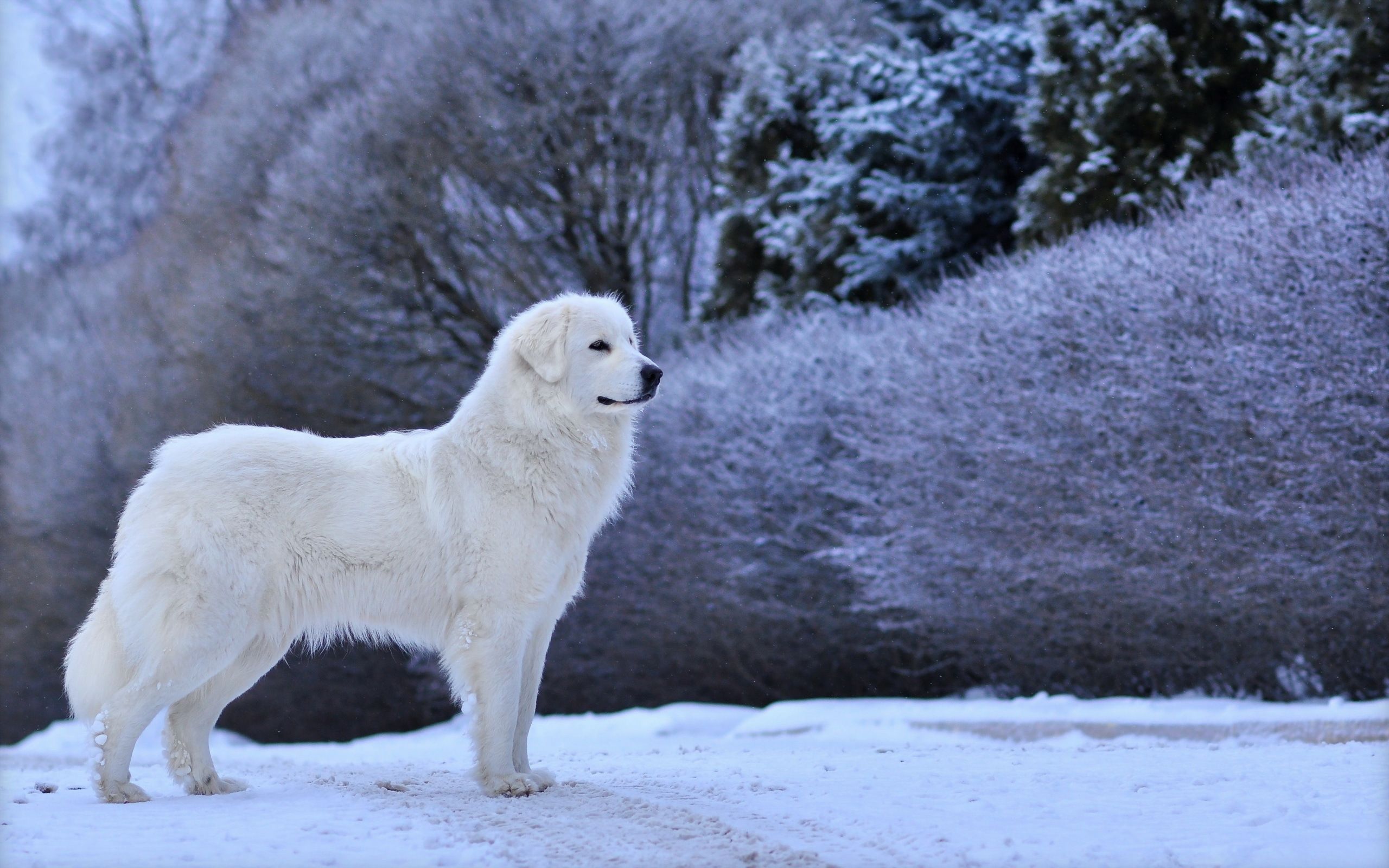 People easing into their golden years will enjoy th. Great Pyrenees Wallpapers - Wallpaper Cave