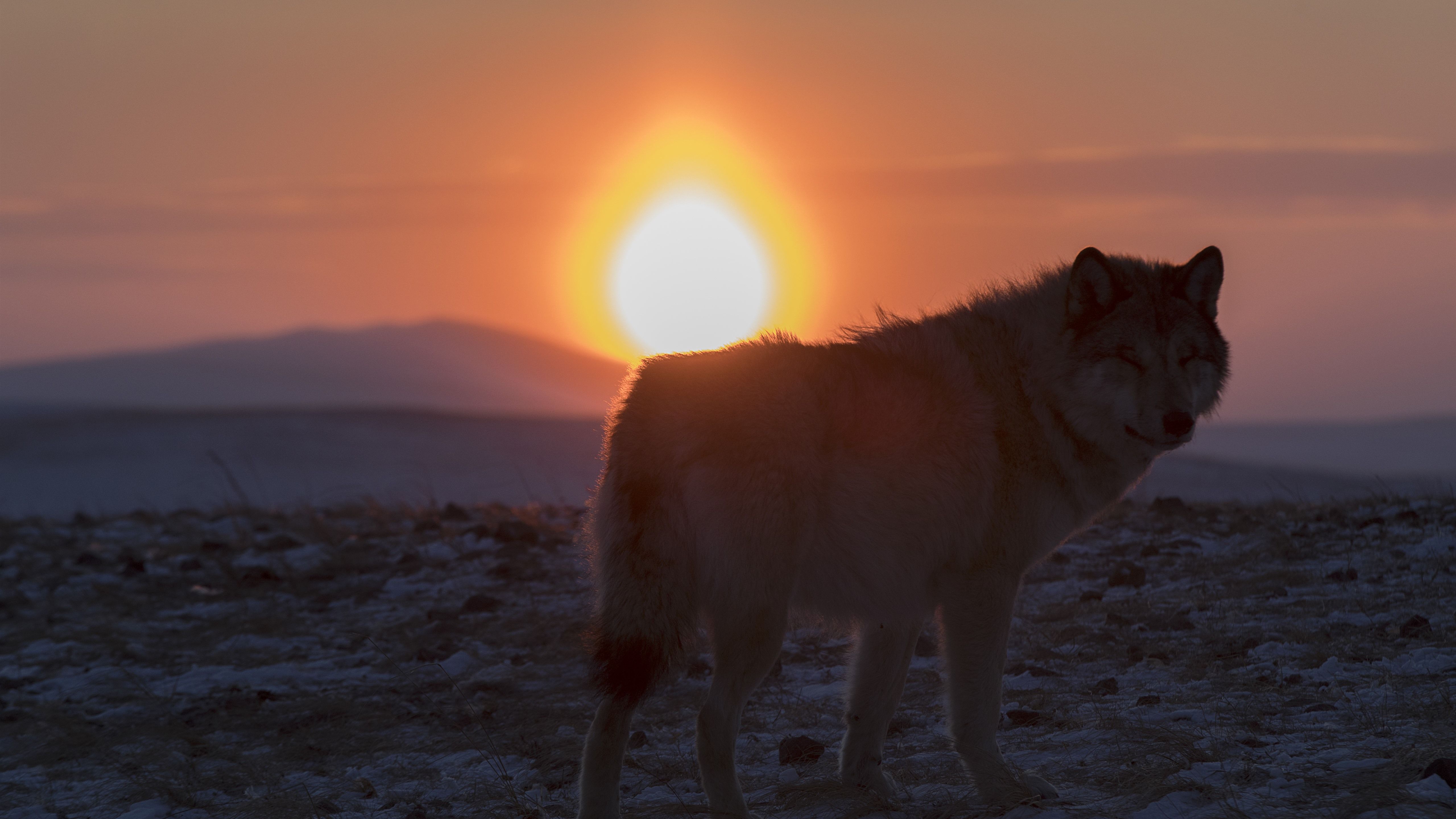 How to wallpaper a door. Sunset Wolves Wallpapers - Wallpaper Cave