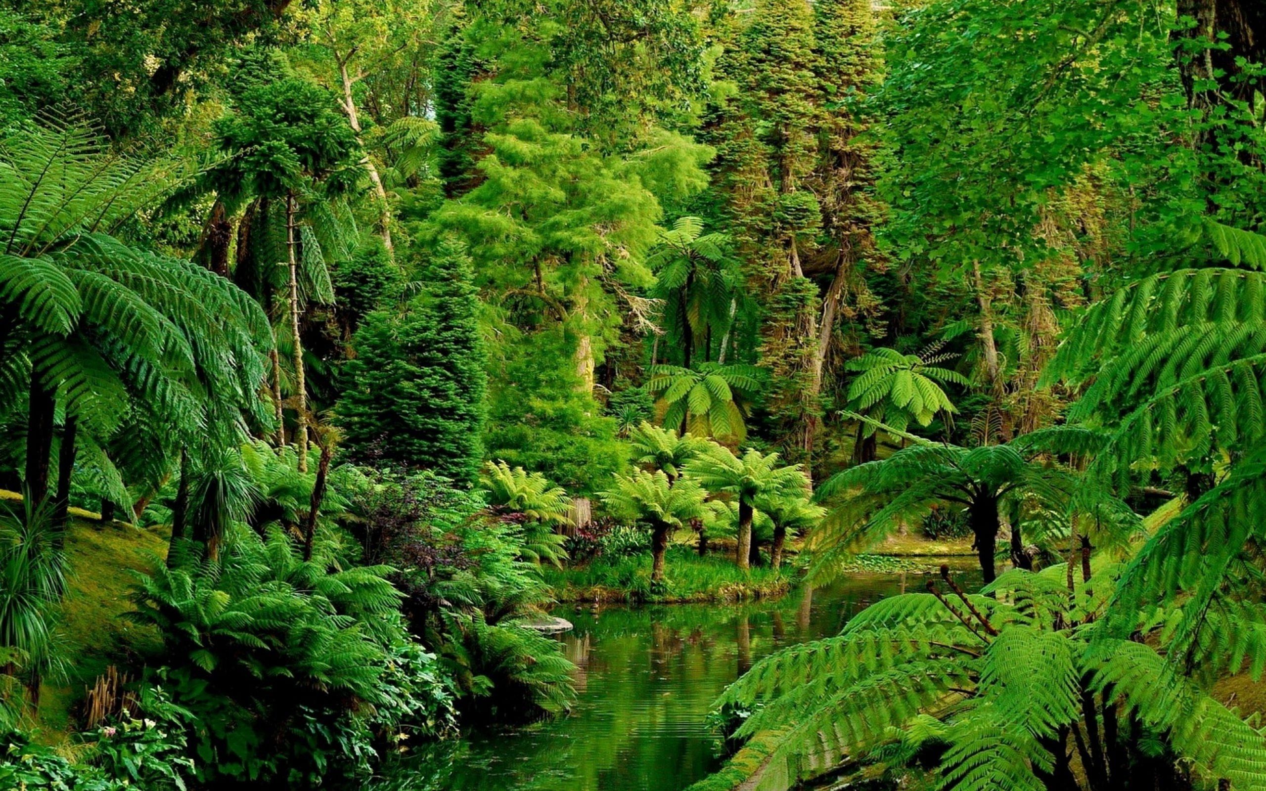 Hd wallpapers and background images. Rainforest Ultra Hd Wallpapers Wallpaper Cave