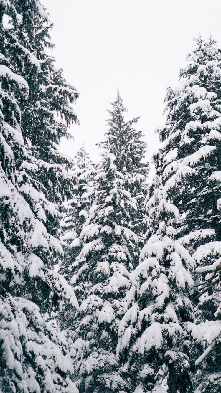 Snow iphone wallpapers and background images for all your devices. Iphone Winter Tree Wallpapers Wallpaper Cave