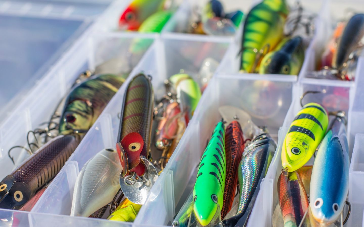 There are different stages of a young fish's life. Lure Wallpapers Wallpaper Cave