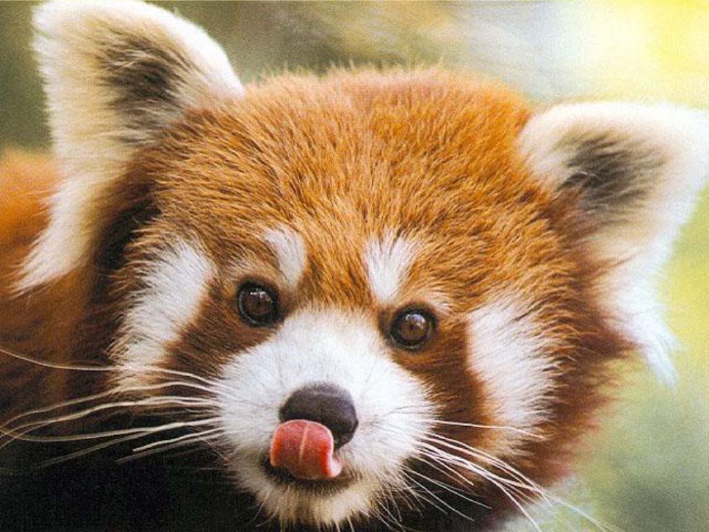 Pandas are cute but don't get too close! Baby Red Panda Wallpapers Wallpaper Cave