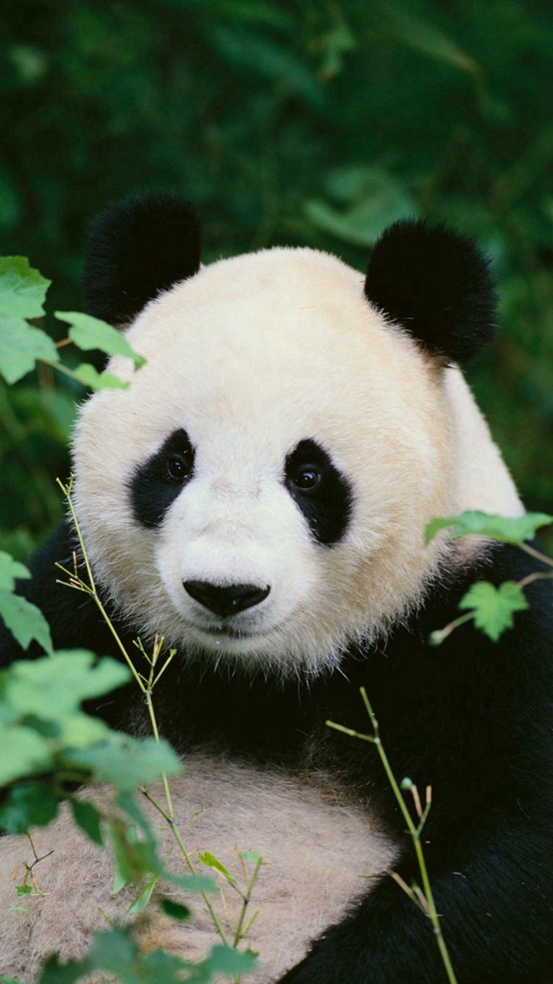 Tons of awesome red panda phone wallpapers to download for free. Panda Hd Mobile Wallpapers Wallpaper Cave