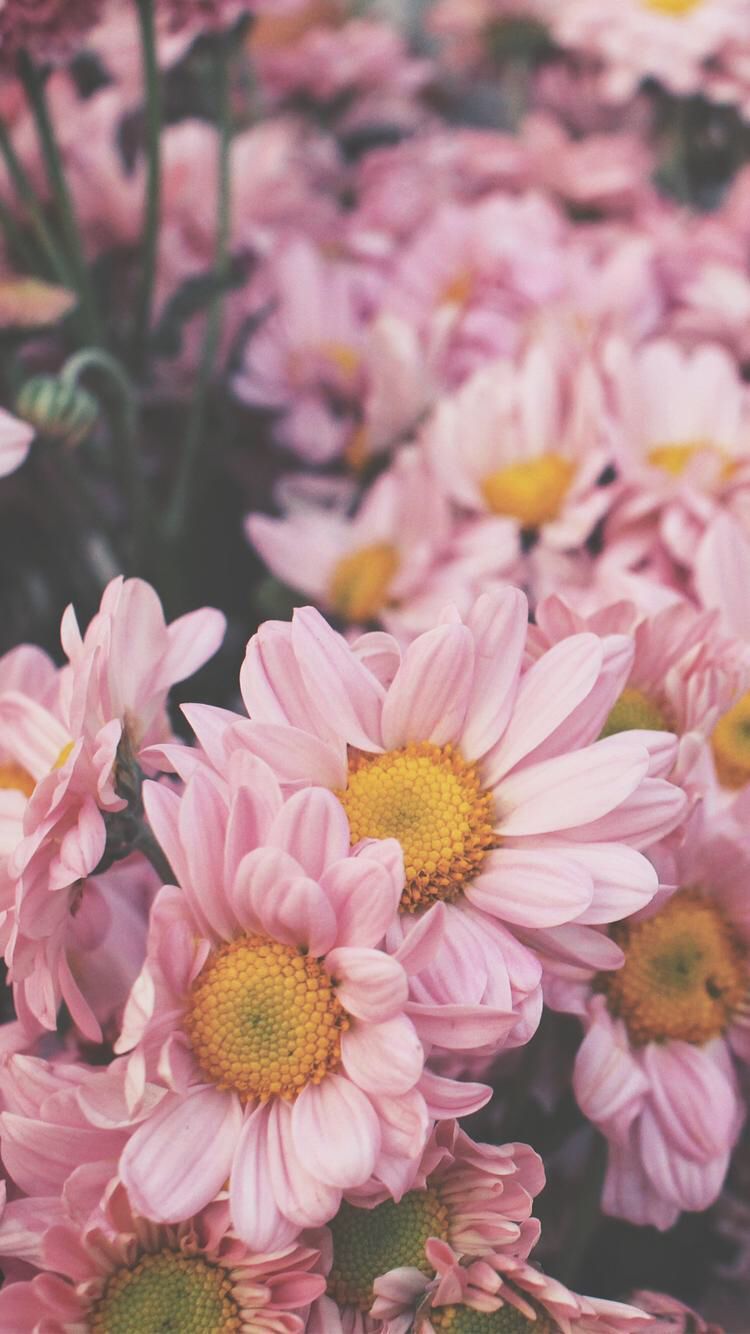 Decorate your mobile phone with this lovely collection of vintage floral iphone wallpapers and lockscreens. Flower 4k Mobile Wallpapers Wallpaper Cave