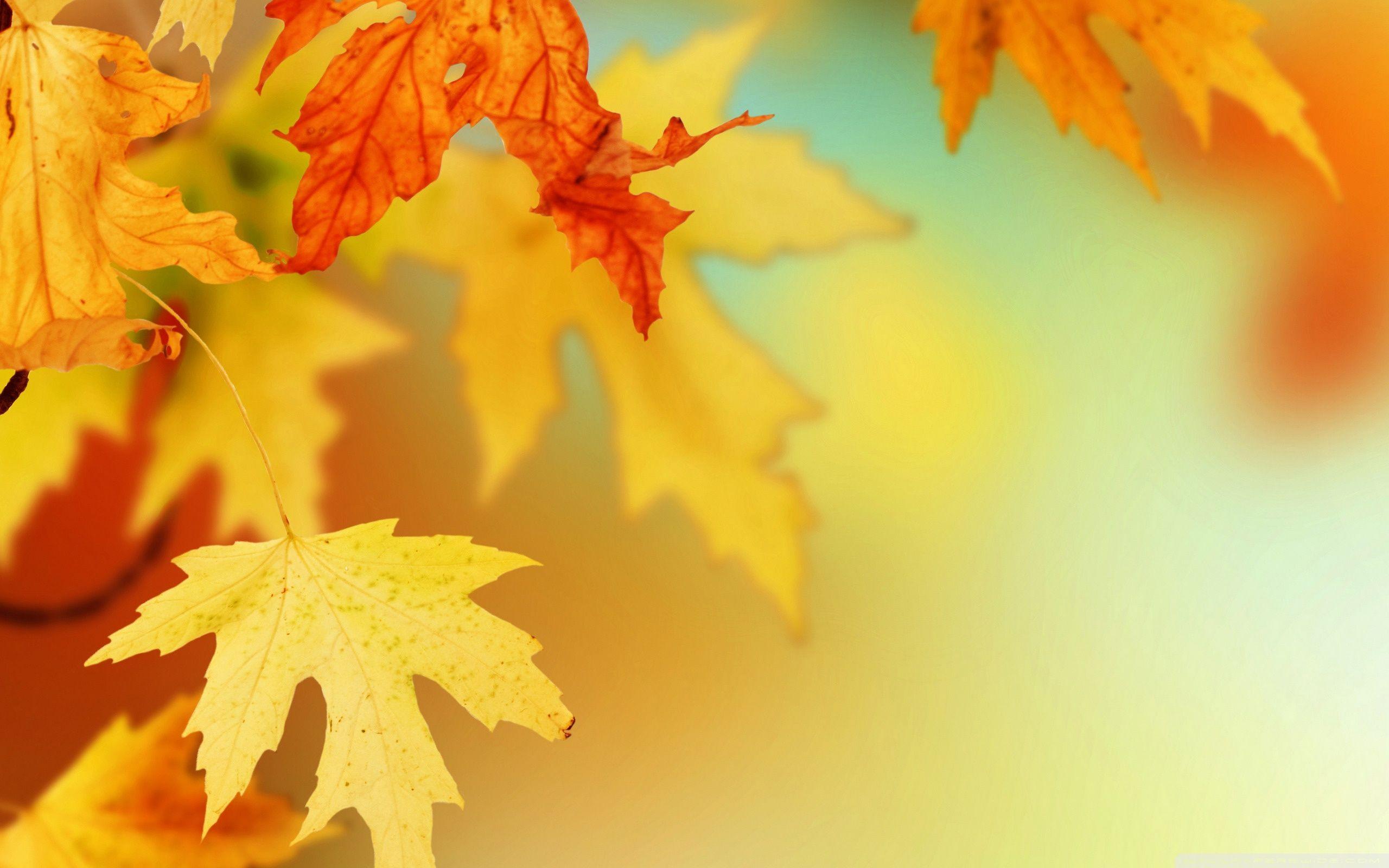 Find over 100+ of the best free autumn leaves images. Autumn Leaves Backgrounds Wallpaper Cave