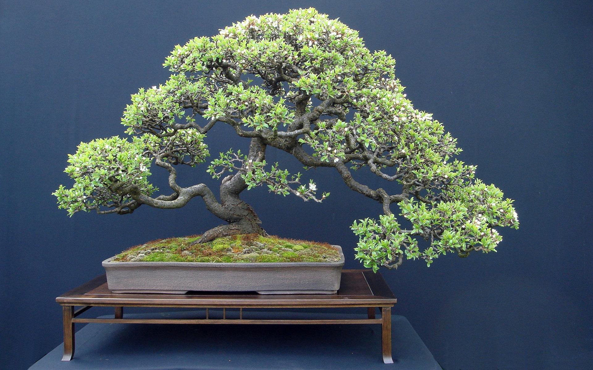 Bonsai Wallpaper Hd Download