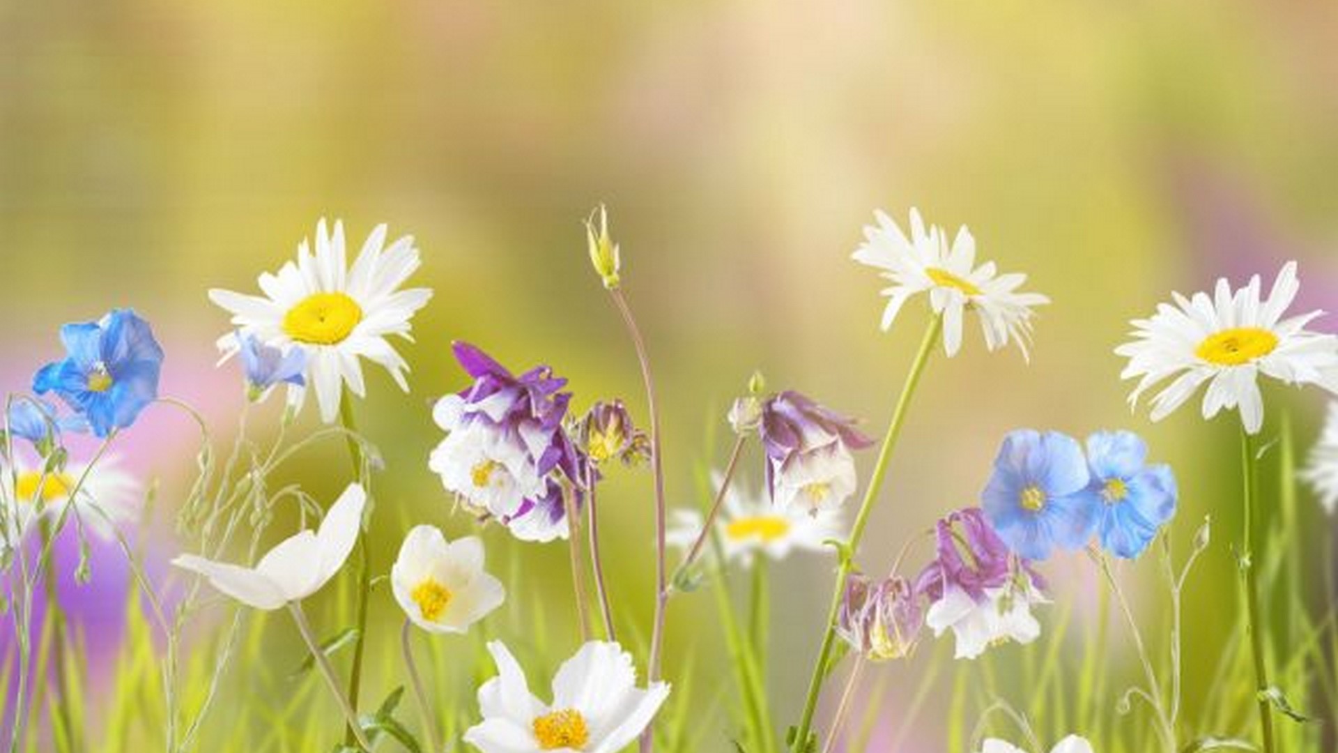 Download original (1.33mb) download in different resolutions. Early Spring Wallpaper For Desktop 2022 Cute Wallpapers