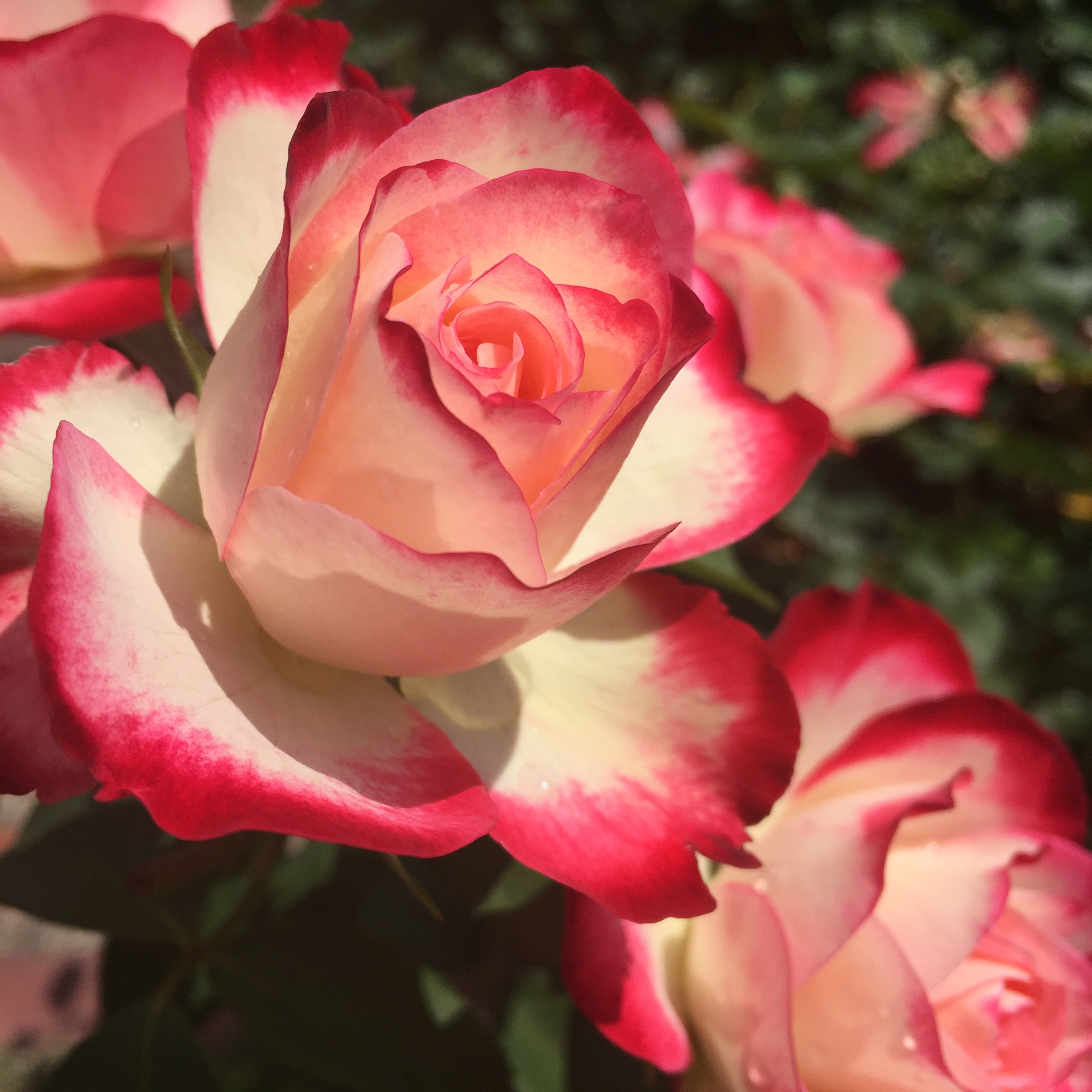 Rose 2